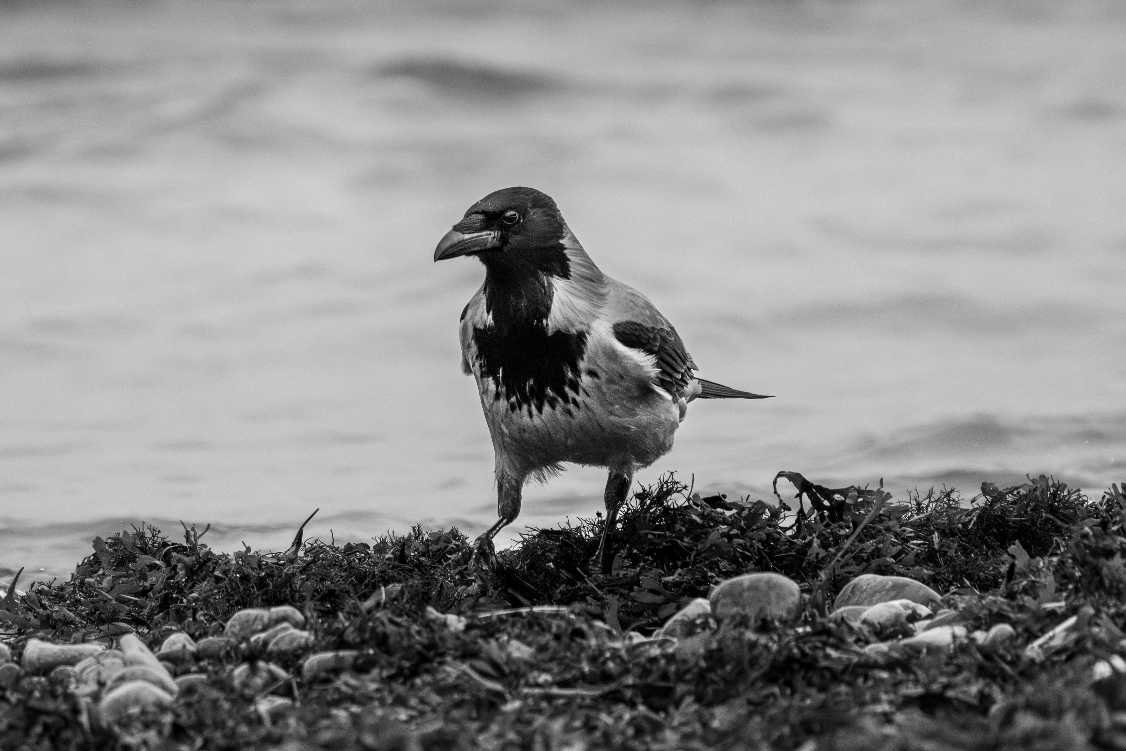 Fondo de Pantalla de pexels_30429391.jpg