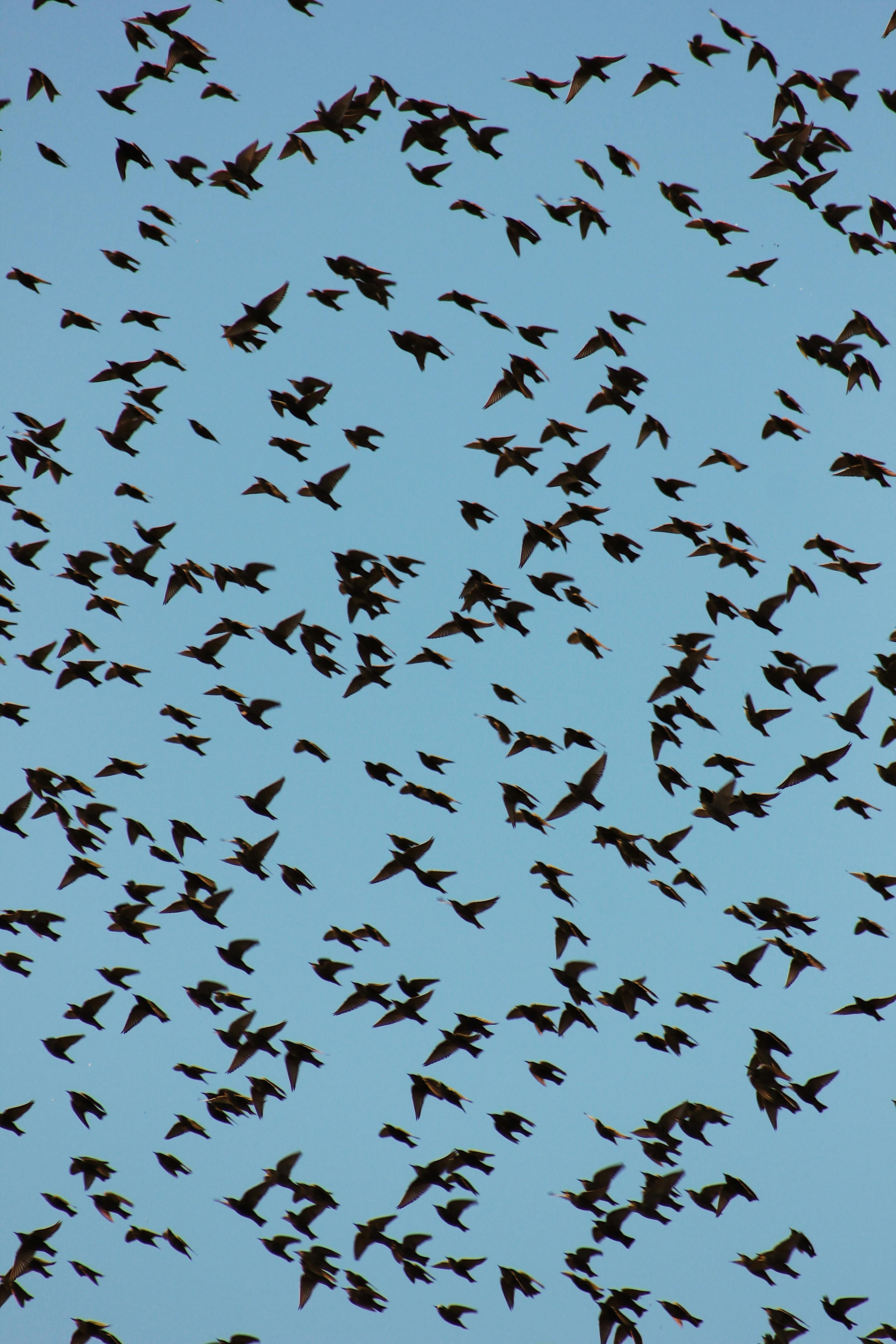 Fondo de Pantalla de pexels_30431616.jpg