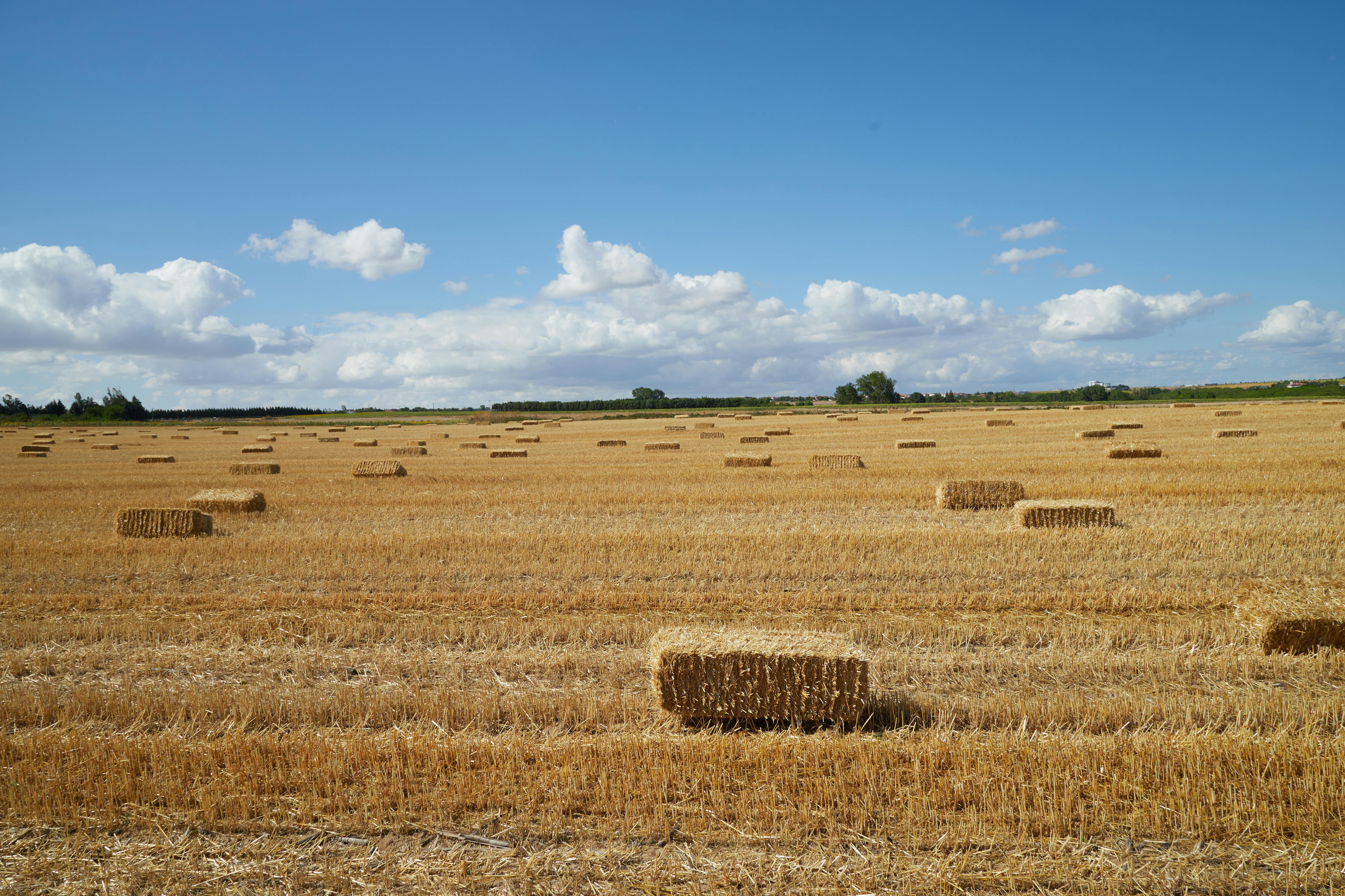 Fondo de Pantalla de pexels_30446746.jpg