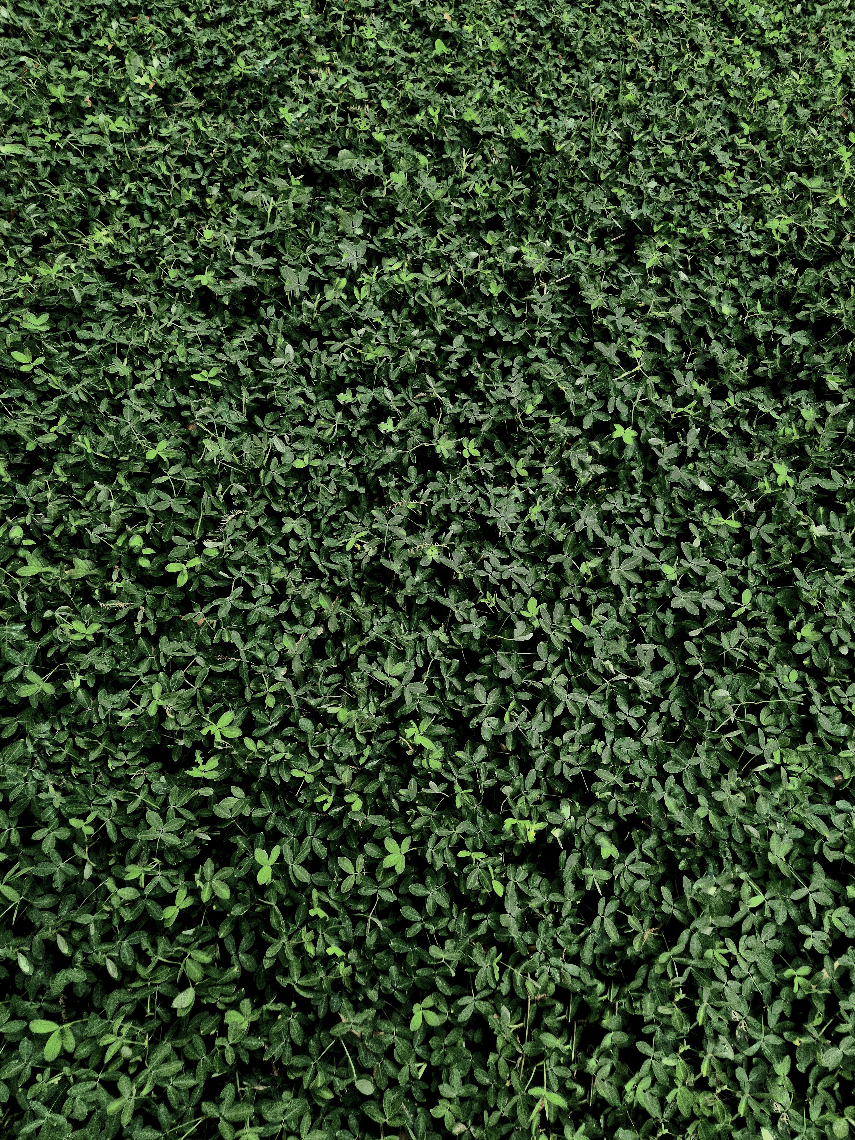 Fondo de Pantalla de pexels_30447484.jpg