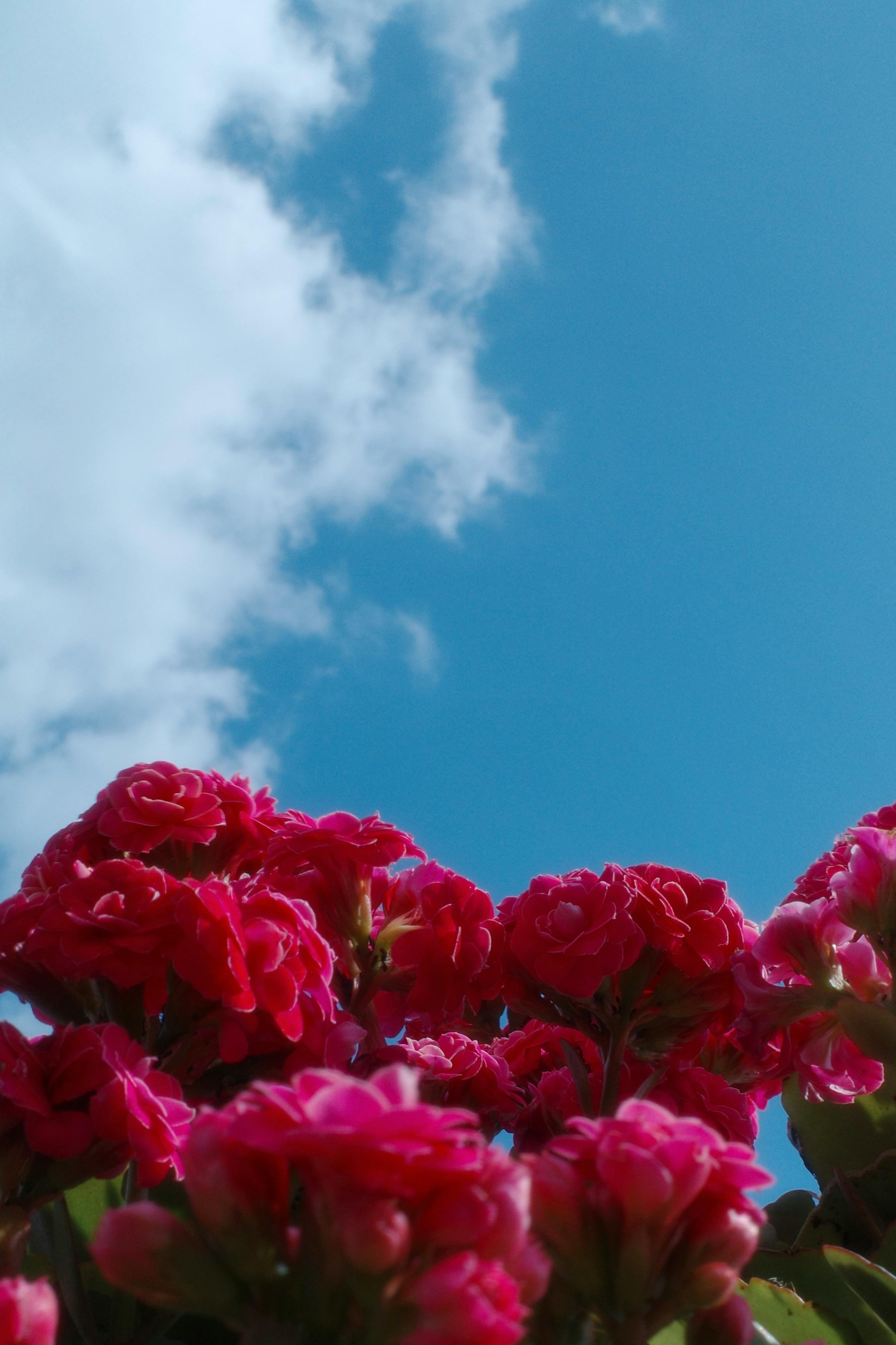 Fondo de Pantalla de pexels_30457714.jpg