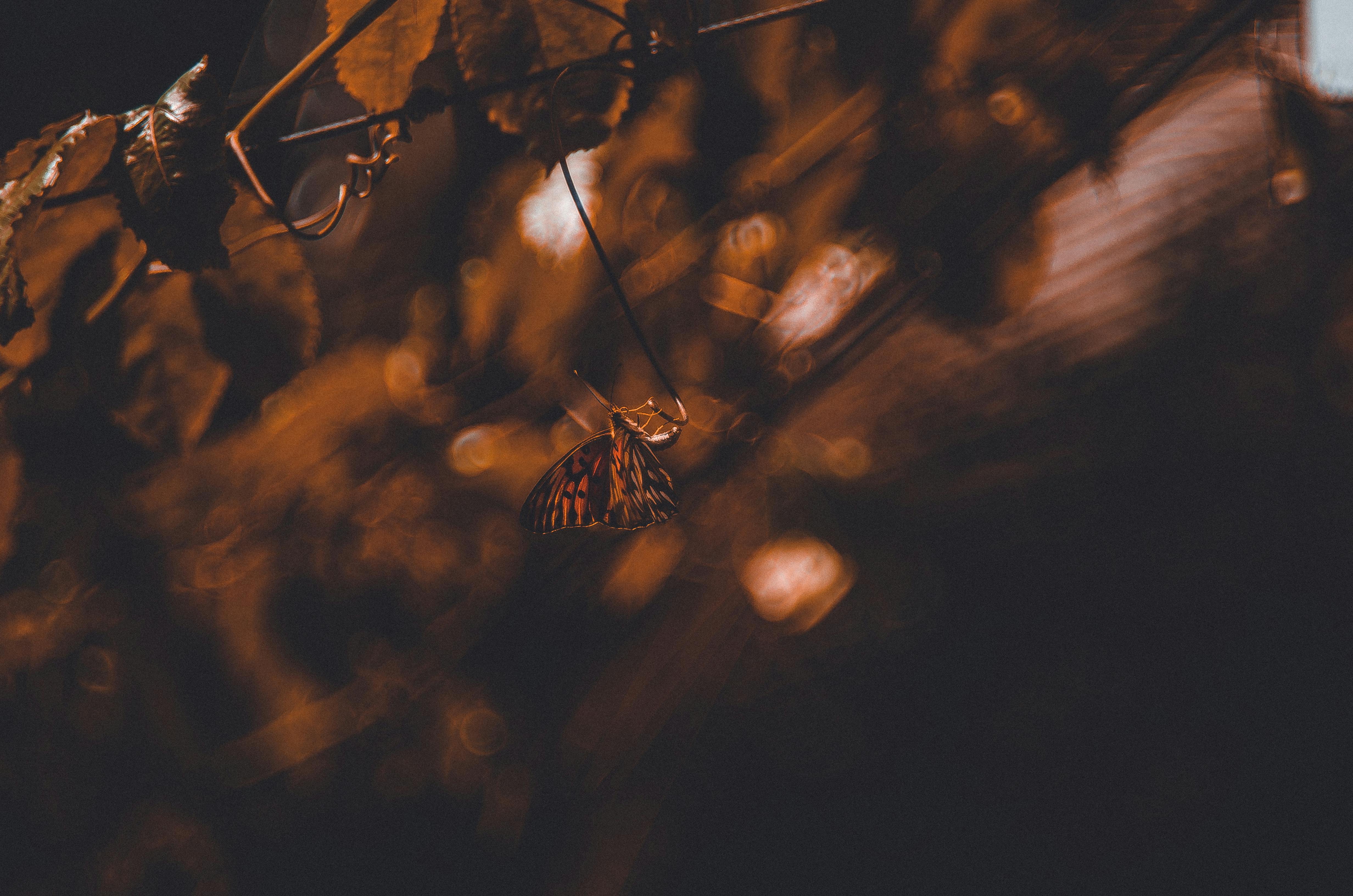 Fondo de Pantalla de pexels_30486318.jpg