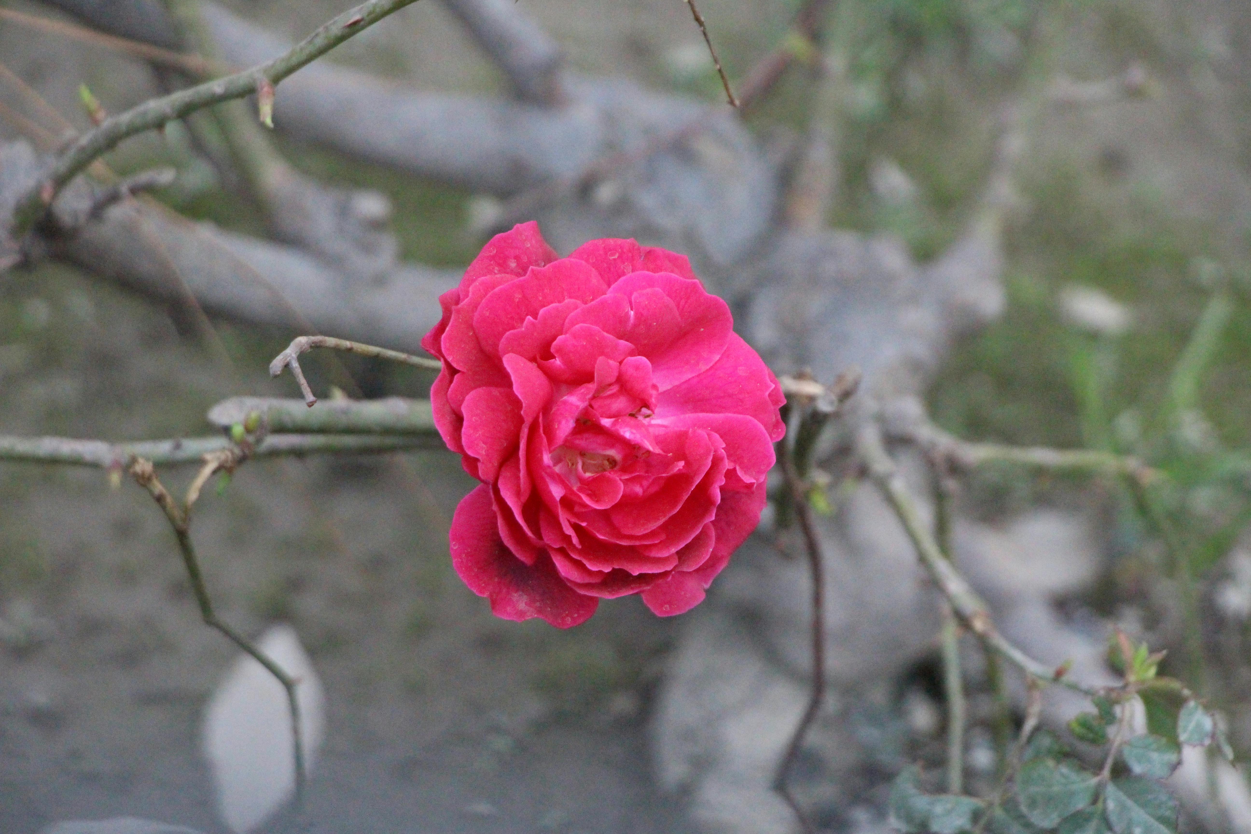 Fondo de Pantalla de pexels_30498166.jpg