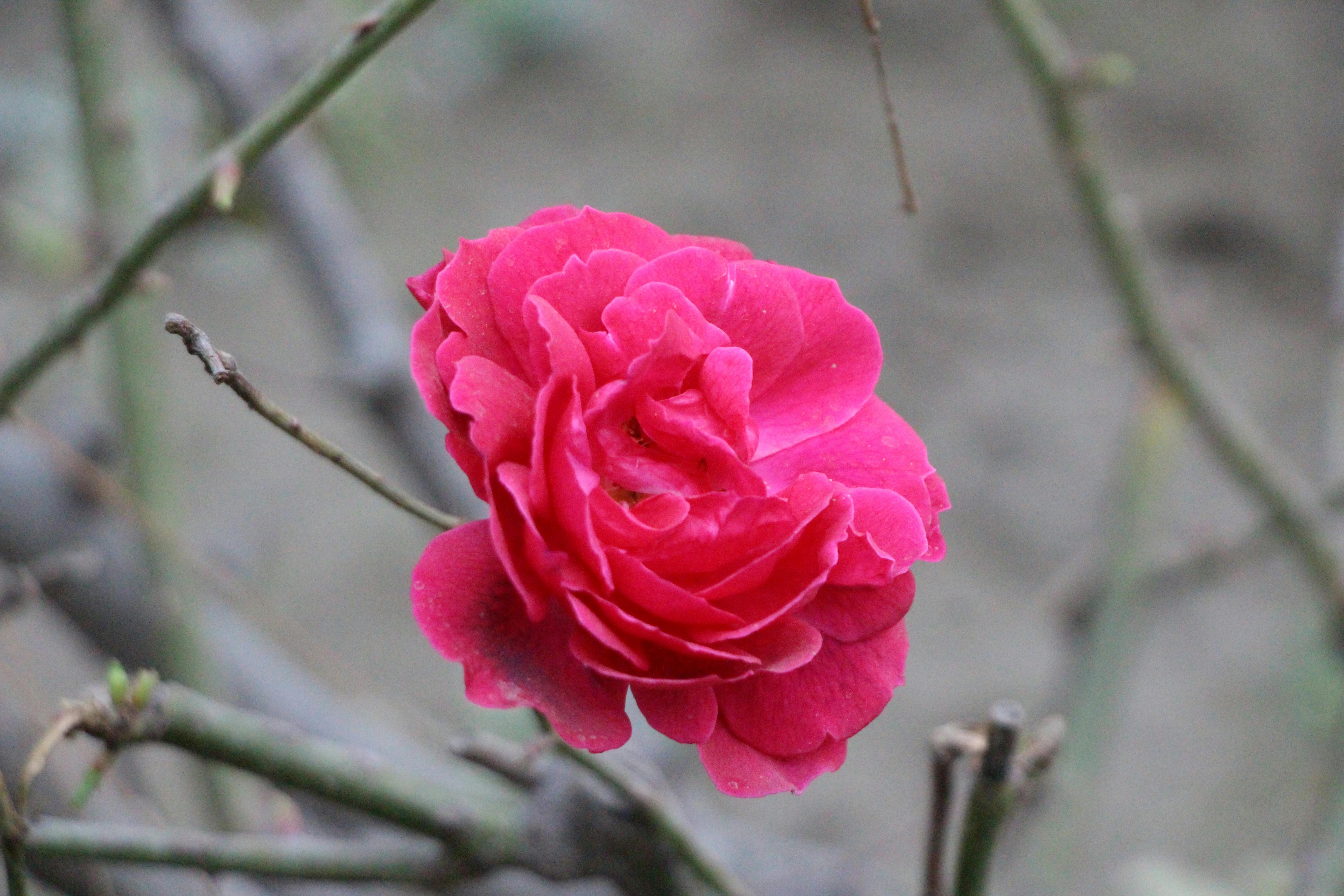 Fondo de Pantalla de pexels_30498168.jpg