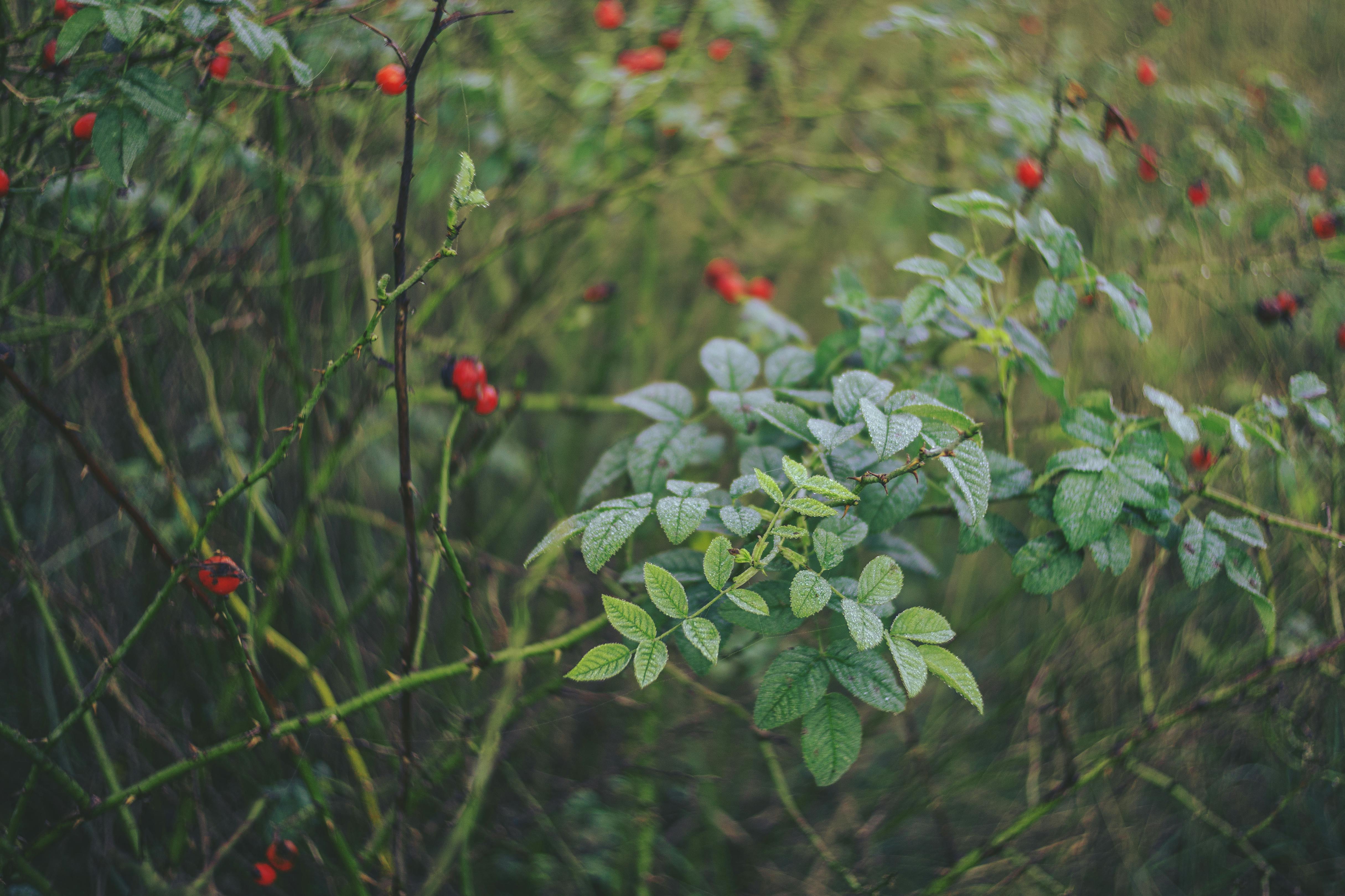 Fondo de Pantalla de pexels_30501202.jpg