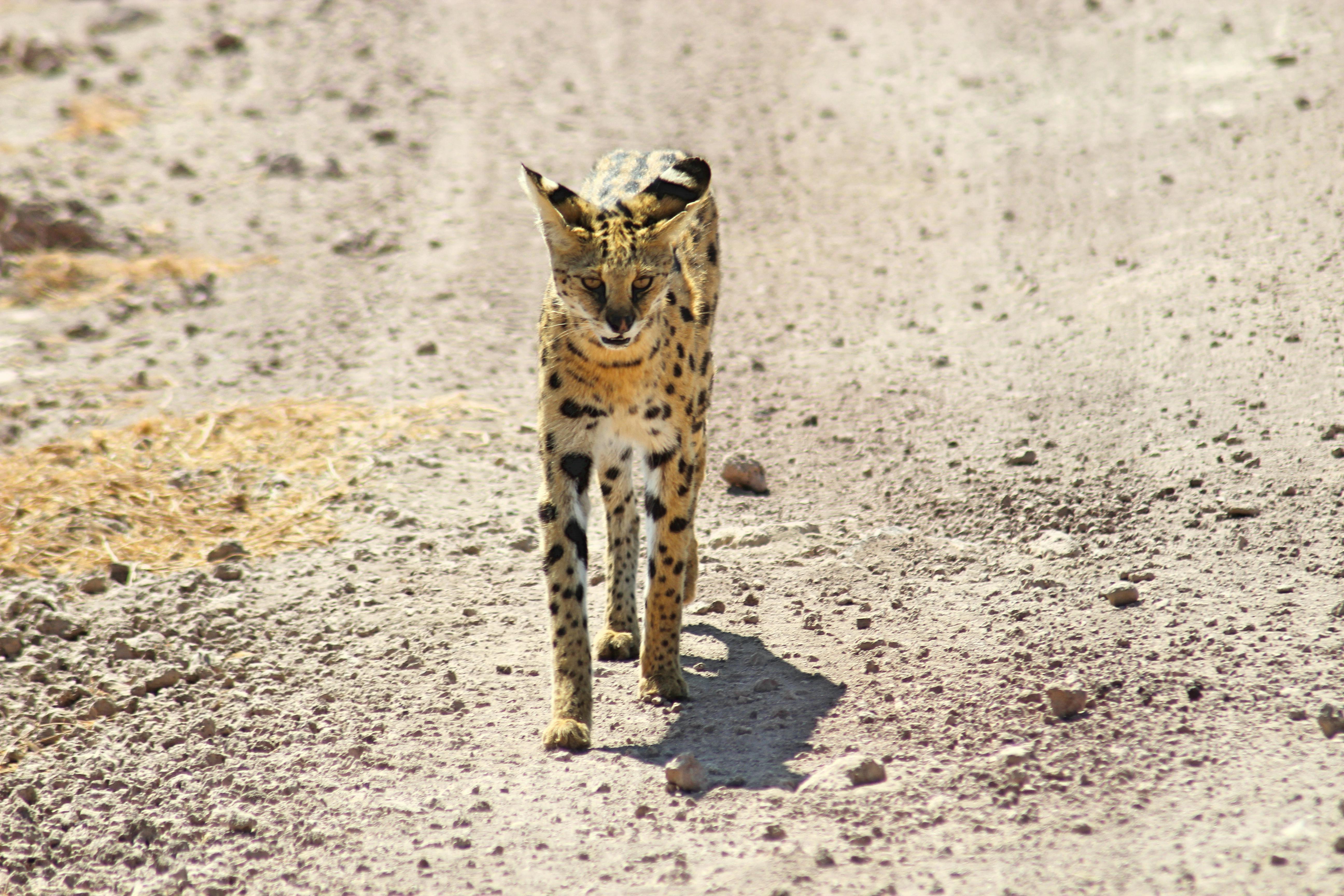 Fondo de Pantalla de pexels_30503955.jpg