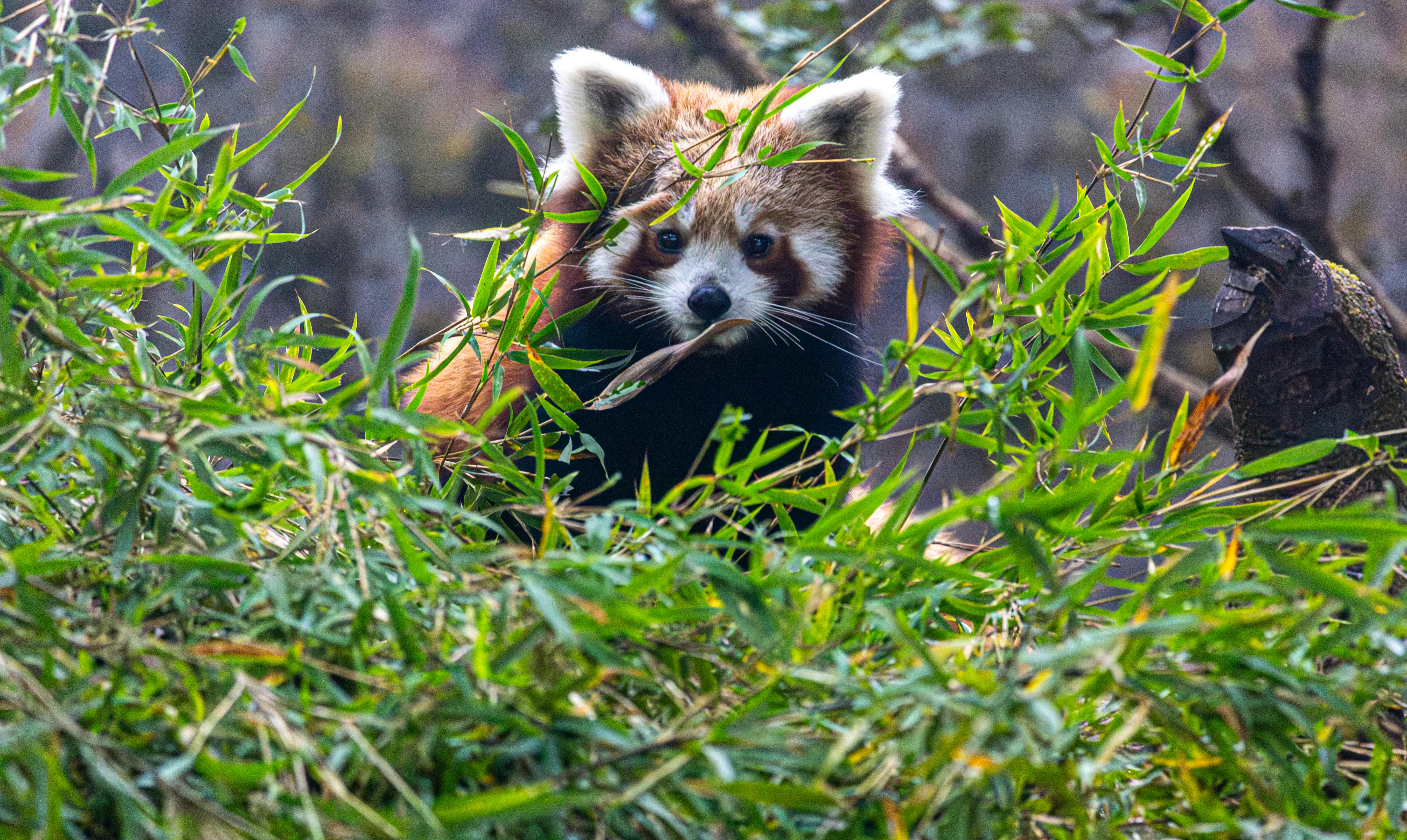 Fondo de Pantalla de pexels_30506956.jpg