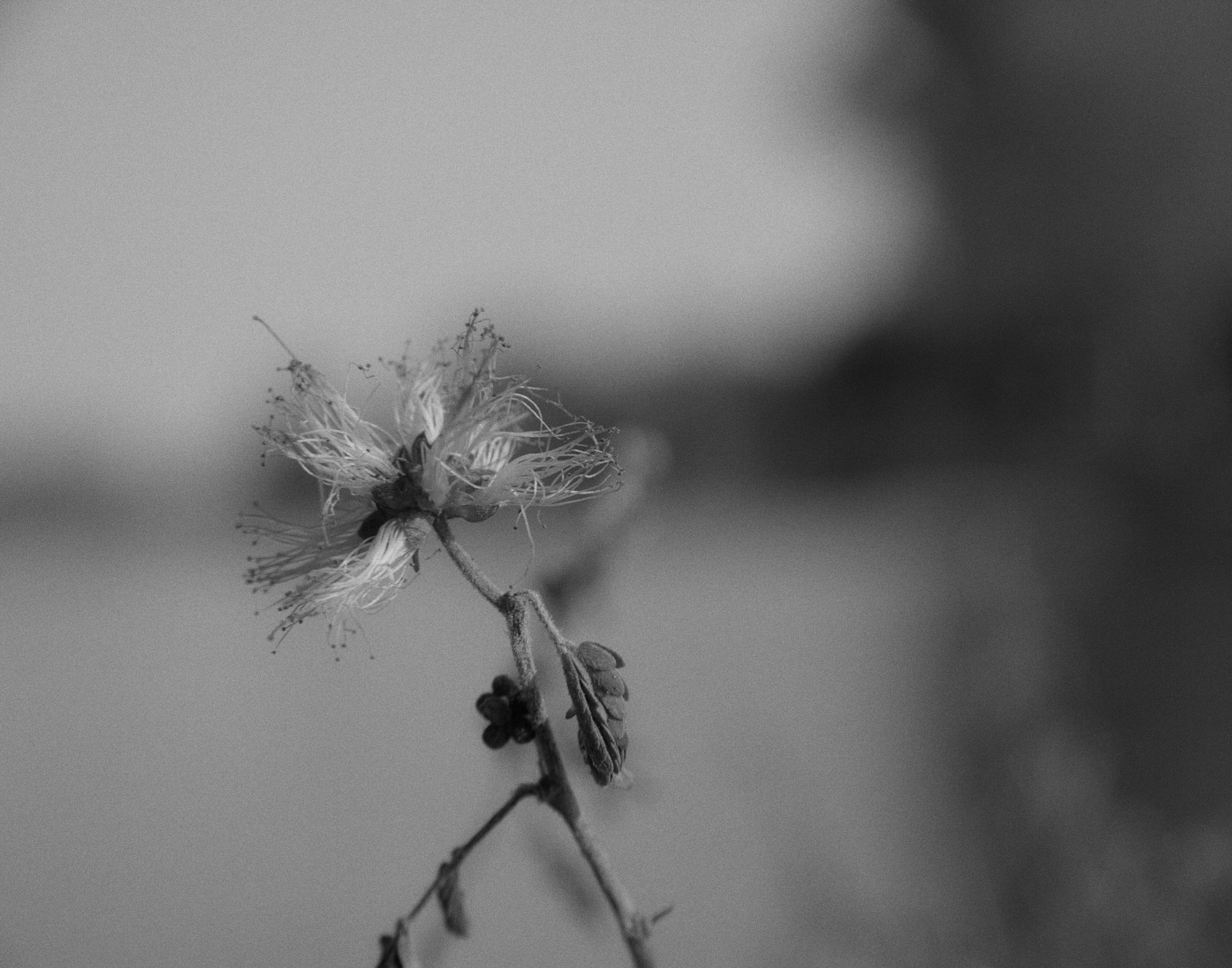 Fondo de Pantalla de pexels_30508841.jpg