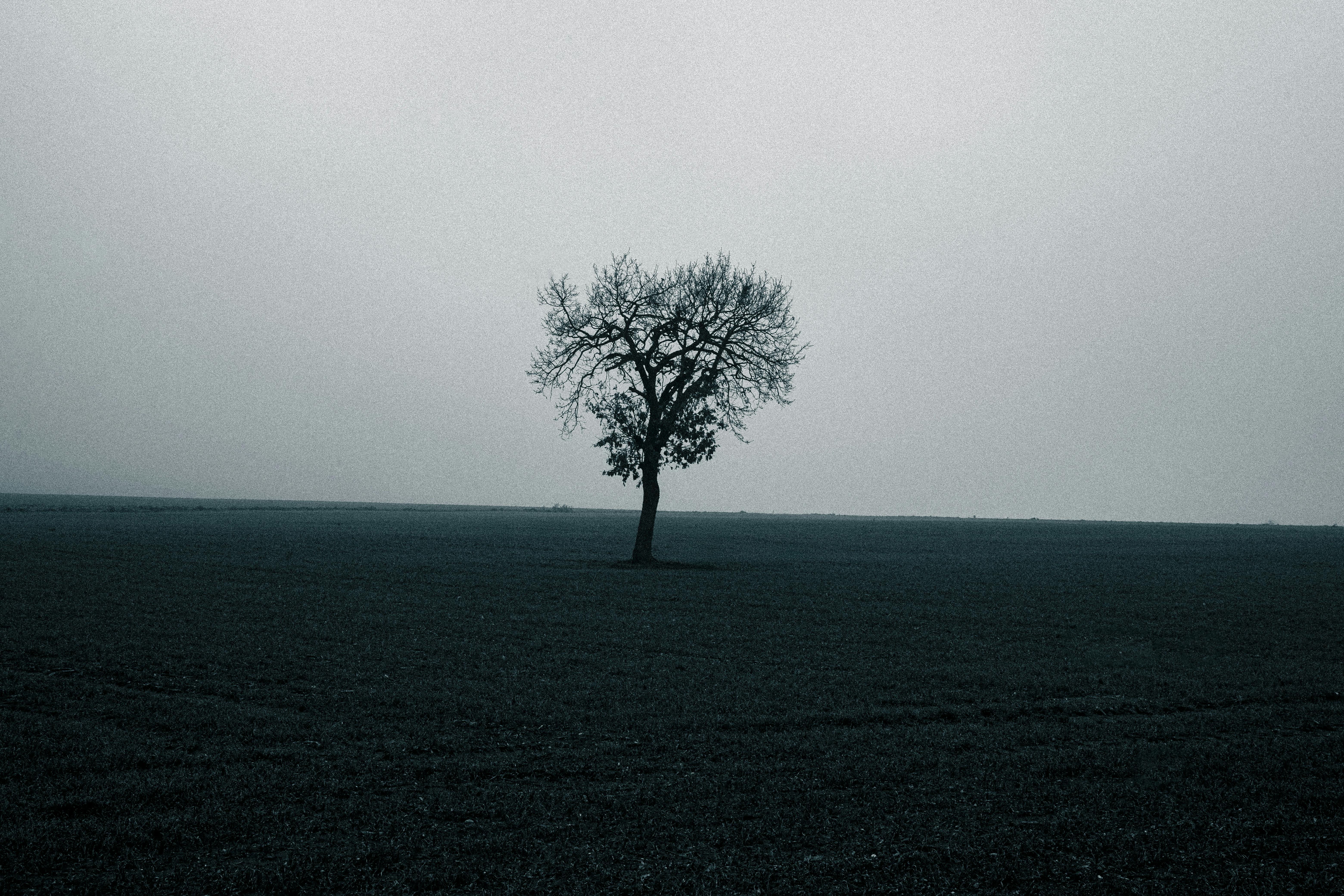 Fondo de Pantalla de pexels_30536413.jpg