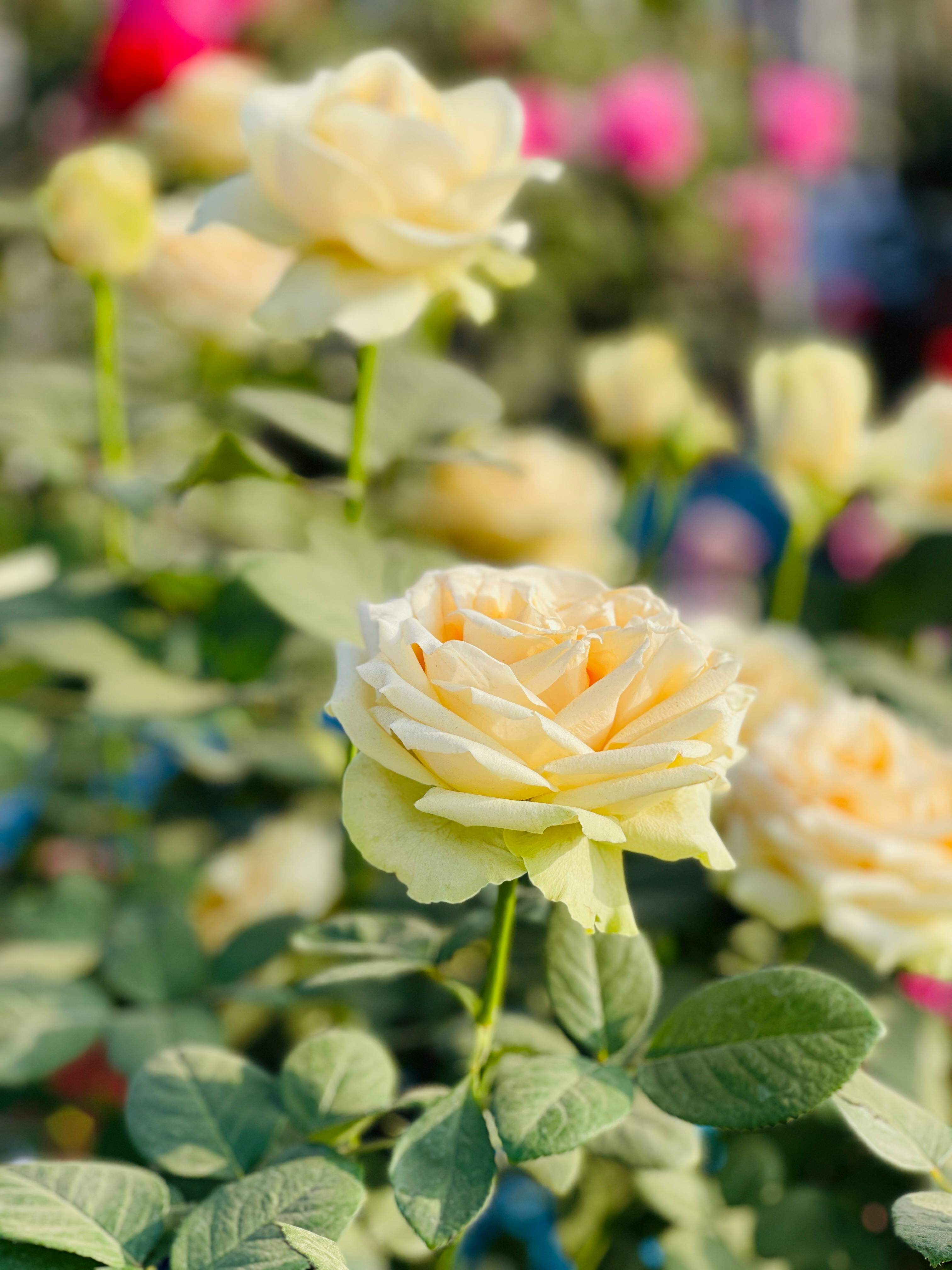 Fondo de Pantalla de pexels_30547680.jpg