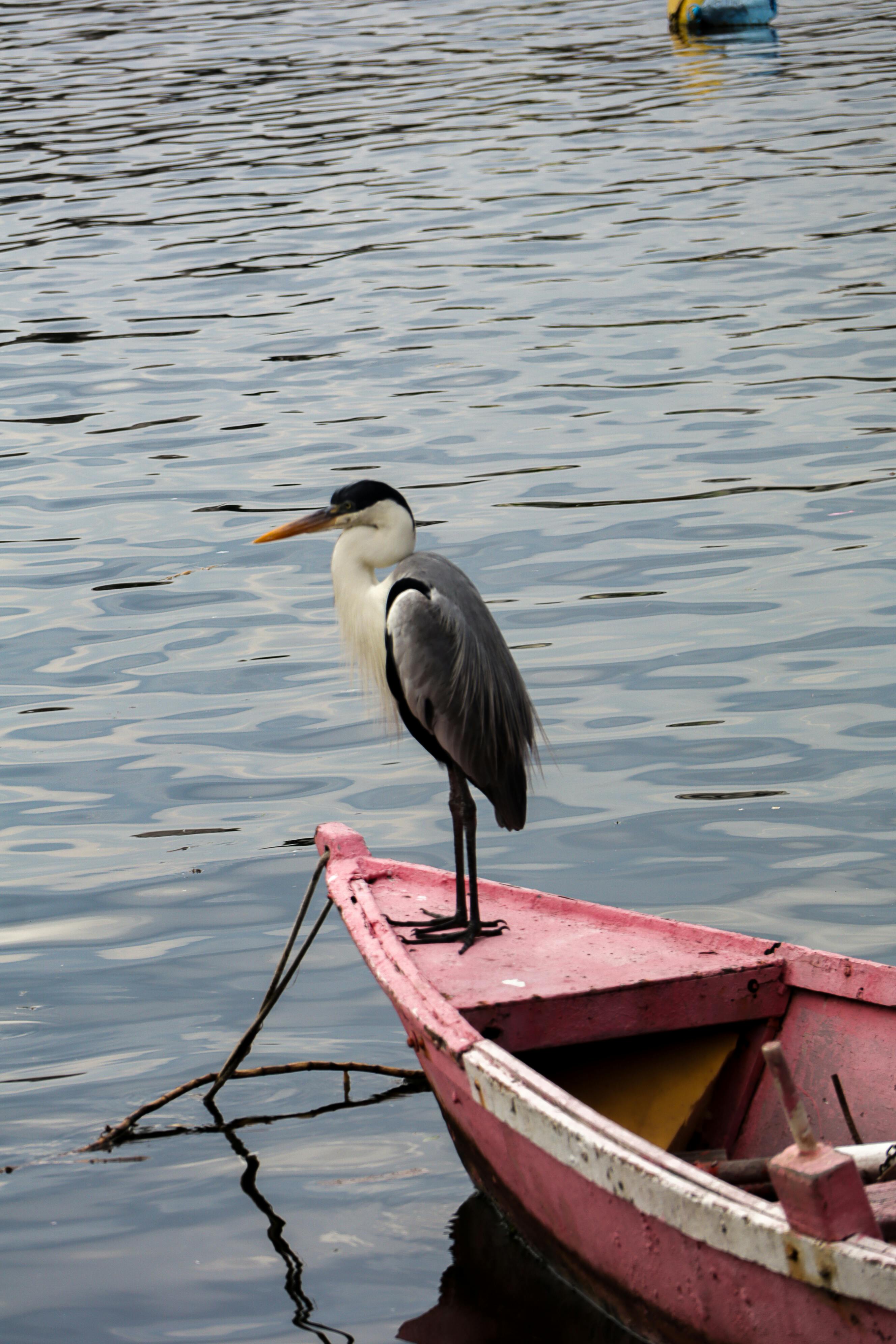 Fondo de Pantalla de pexels_30553630.jpg