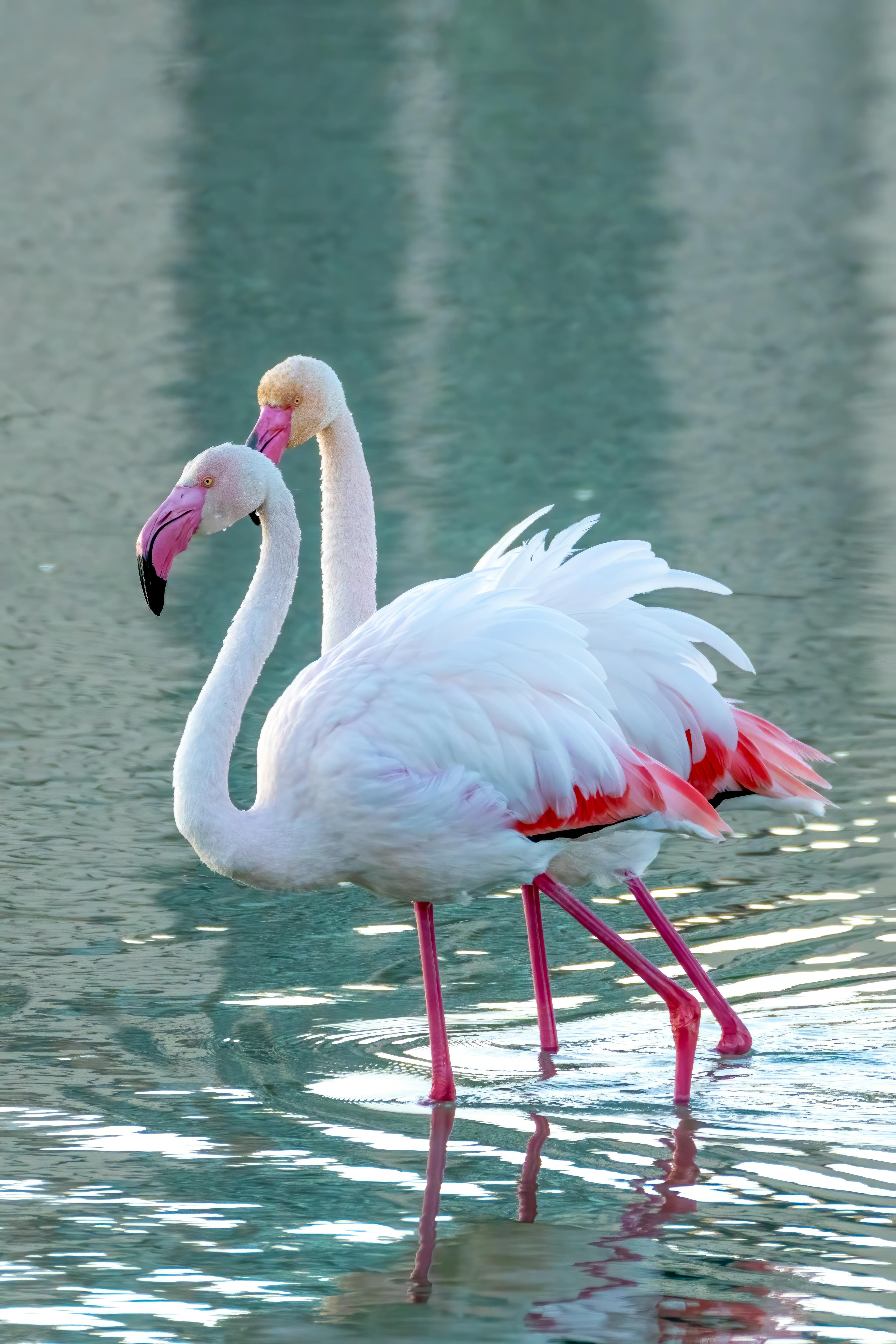 Fondo de Pantalla de pexels_30597925.jpg