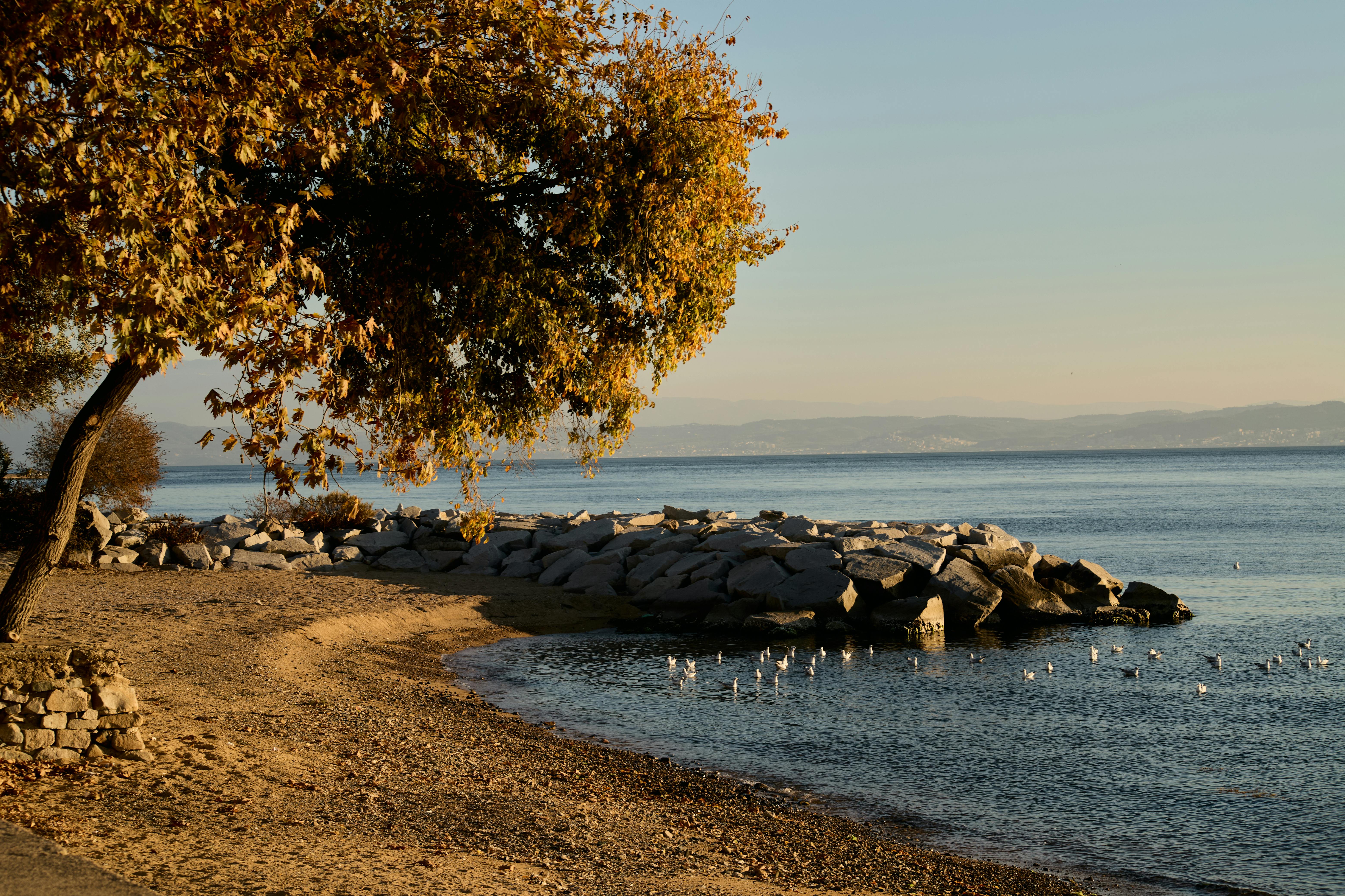 Fondo de Pantalla de pexels_30616569.jpg