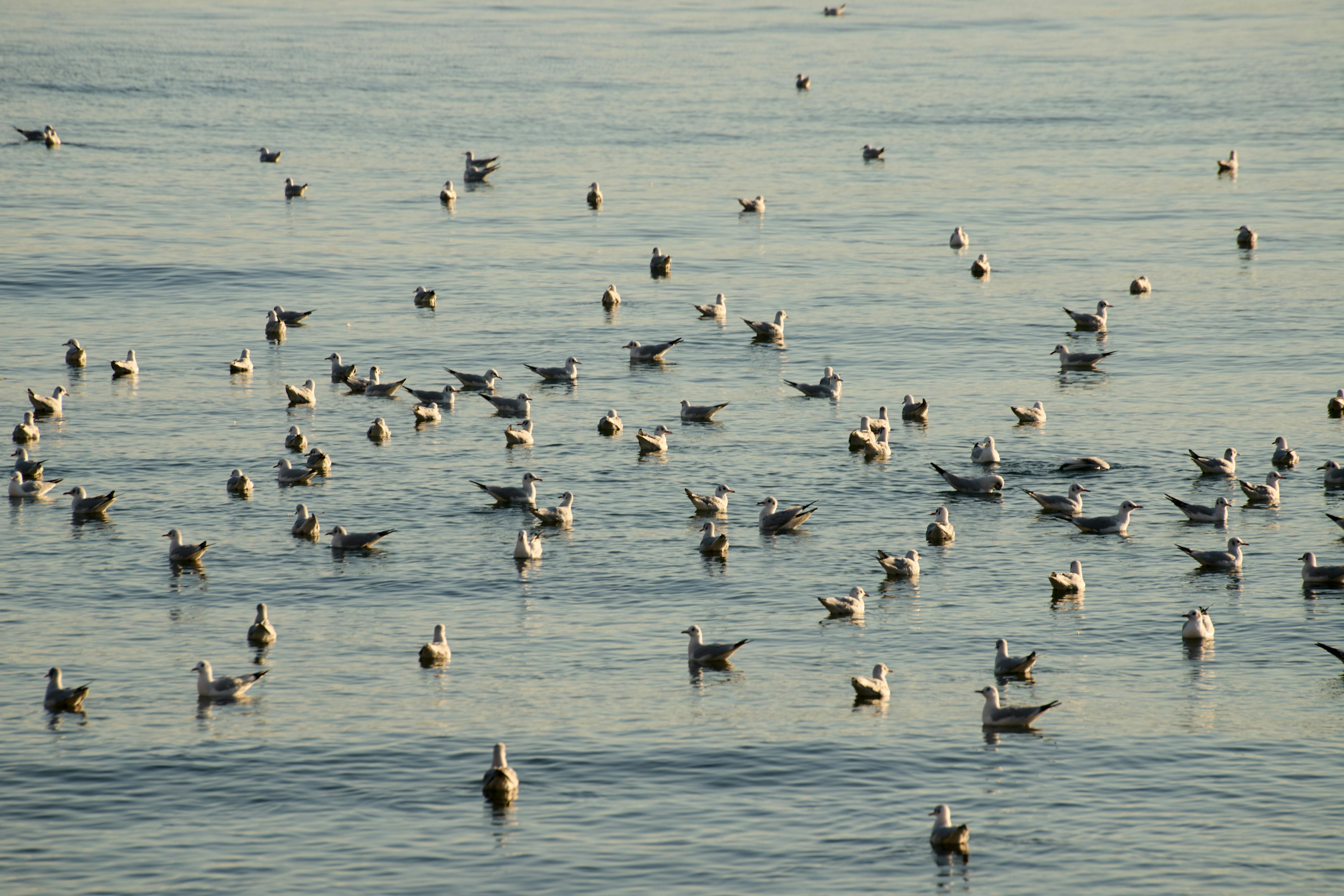 Fondo de Pantalla de pexels_30616587.jpg