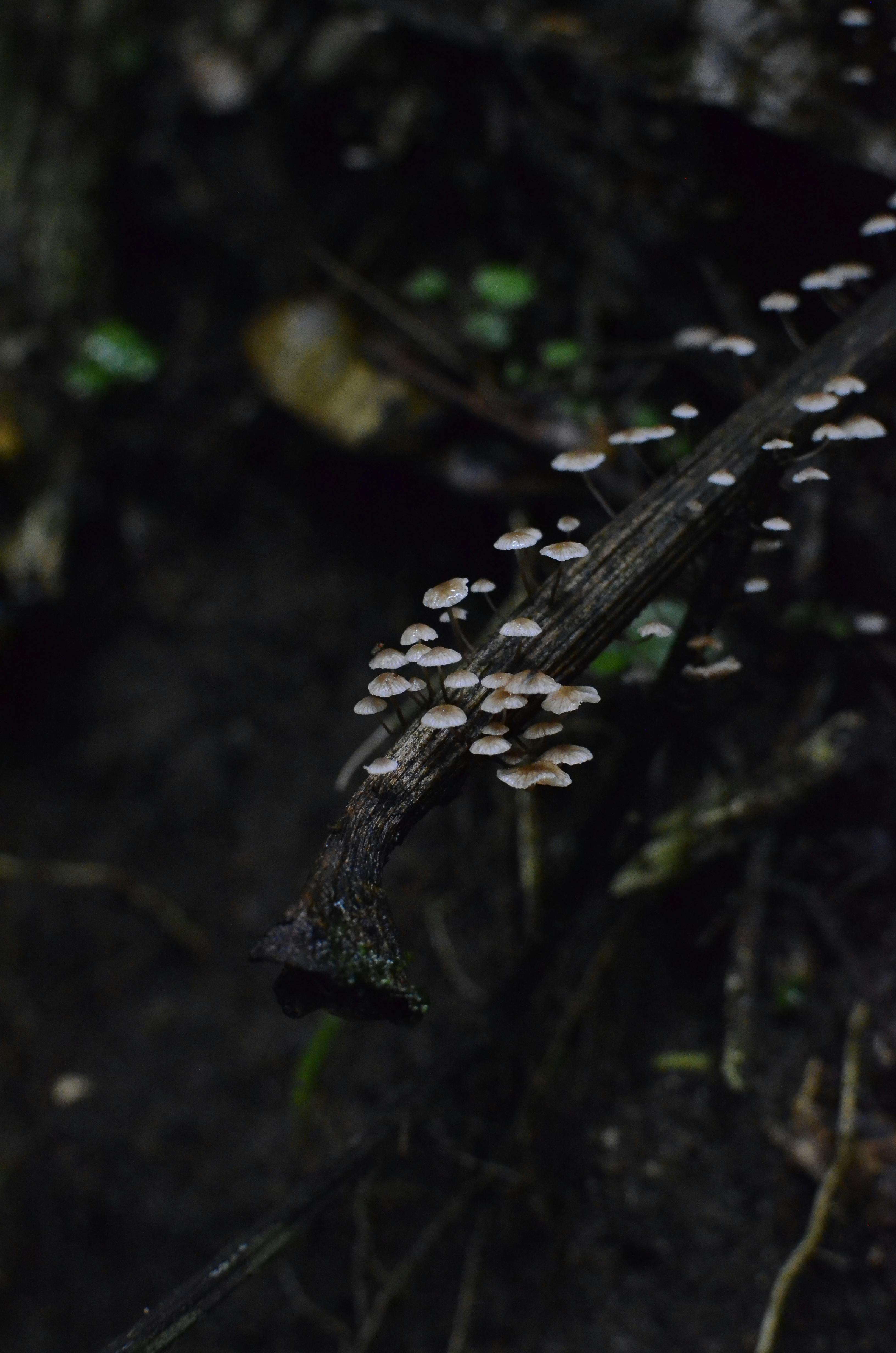 Fondo de Pantalla de pexels_30678083.jpg