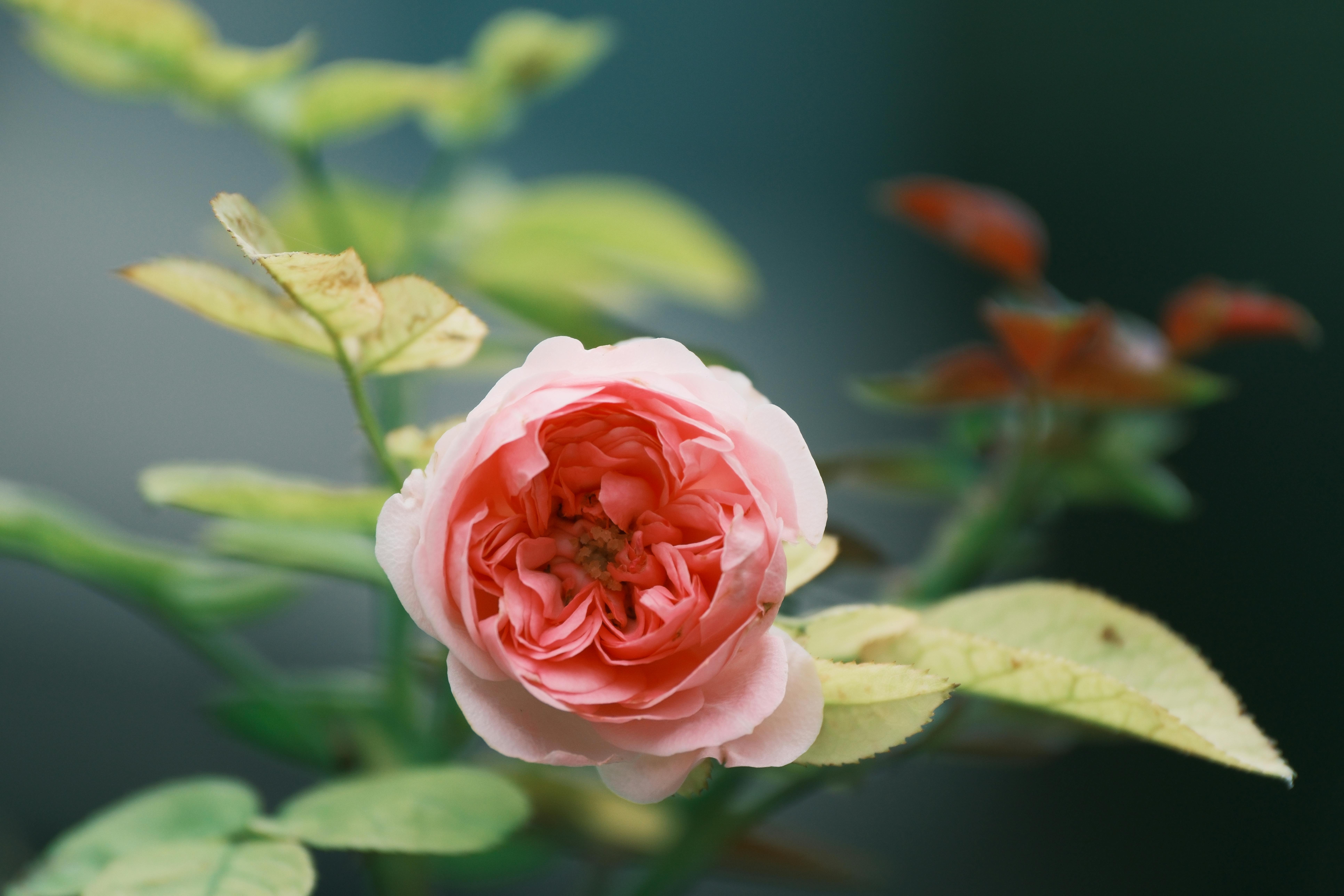 Fondo de Pantalla de pexels_30705919.jpg