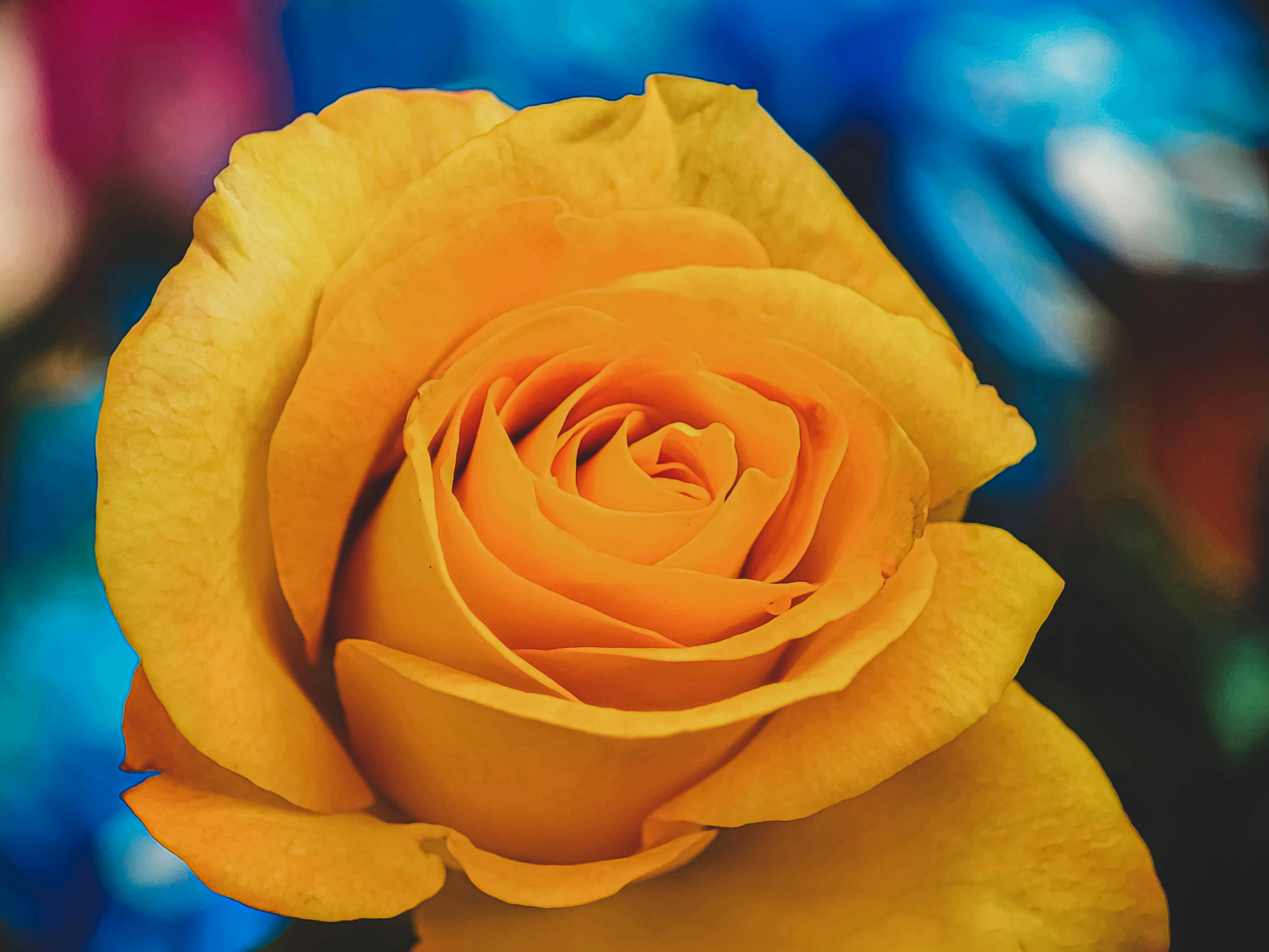 Fondo de Pantalla de pexels_30715216.jpg