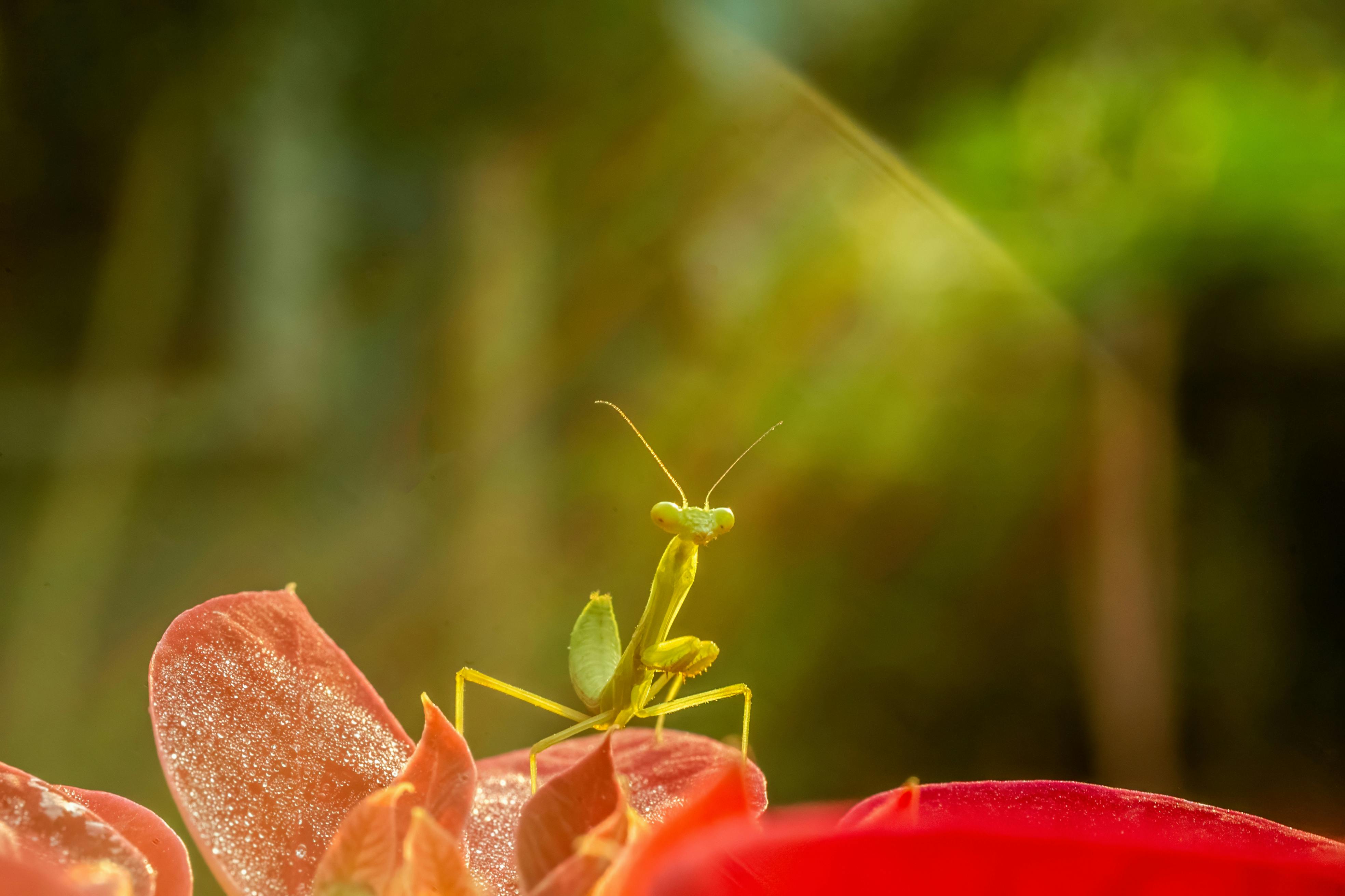 Fondo de Pantalla de pexels_30930077.jpg