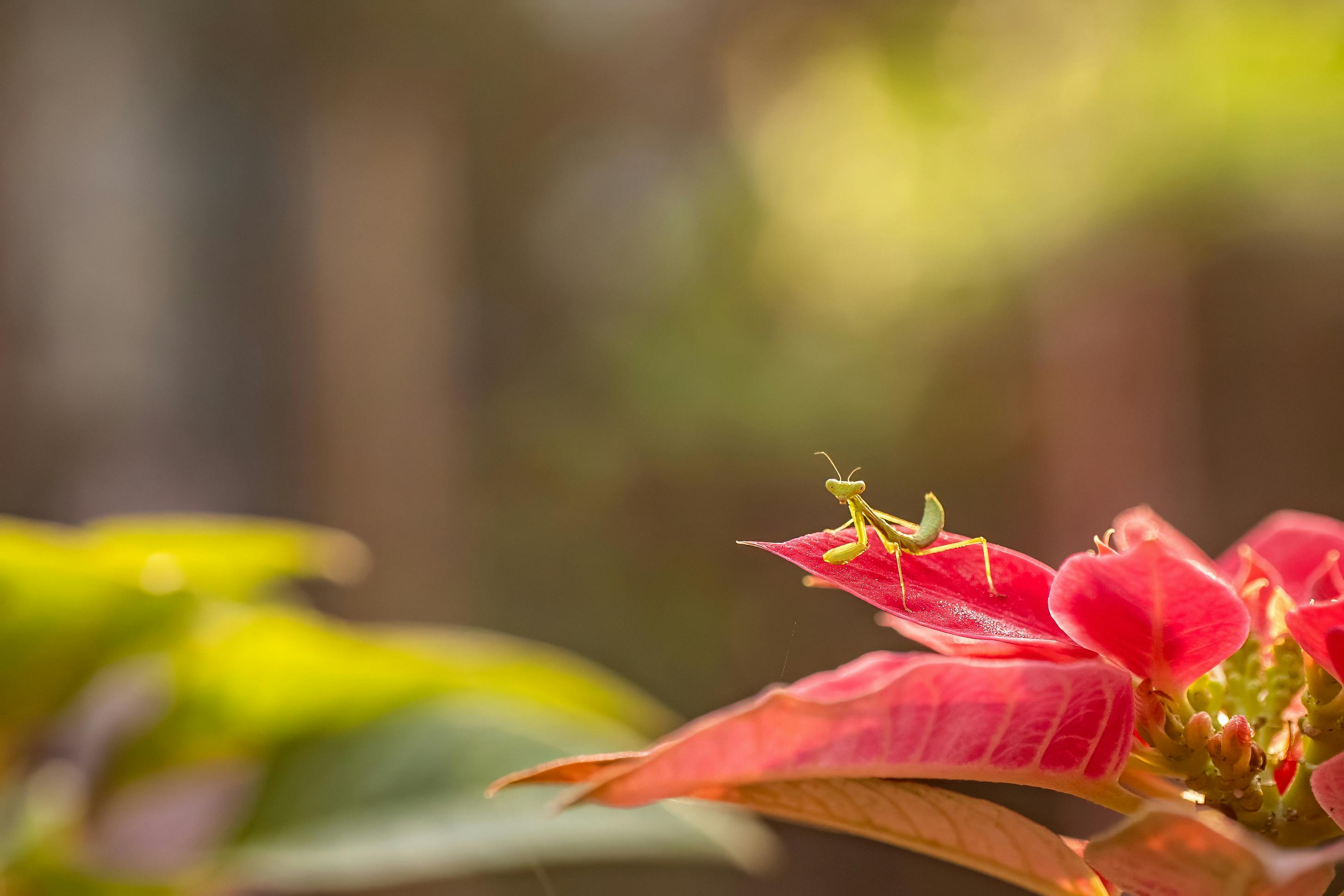 Fondo de Pantalla de pexels_30930081.jpg