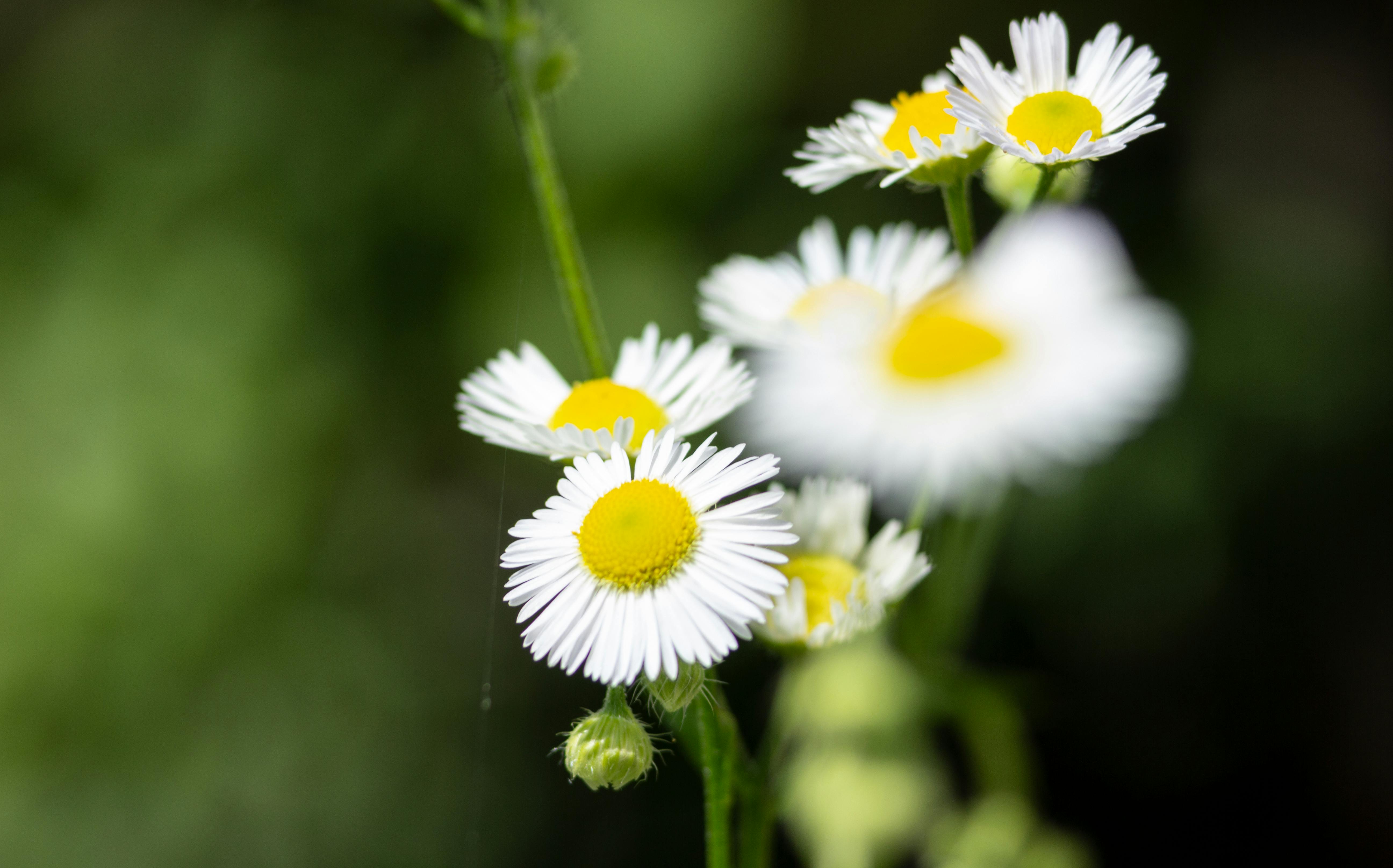 Fondo de Pantalla de pexels_5246133.jpg