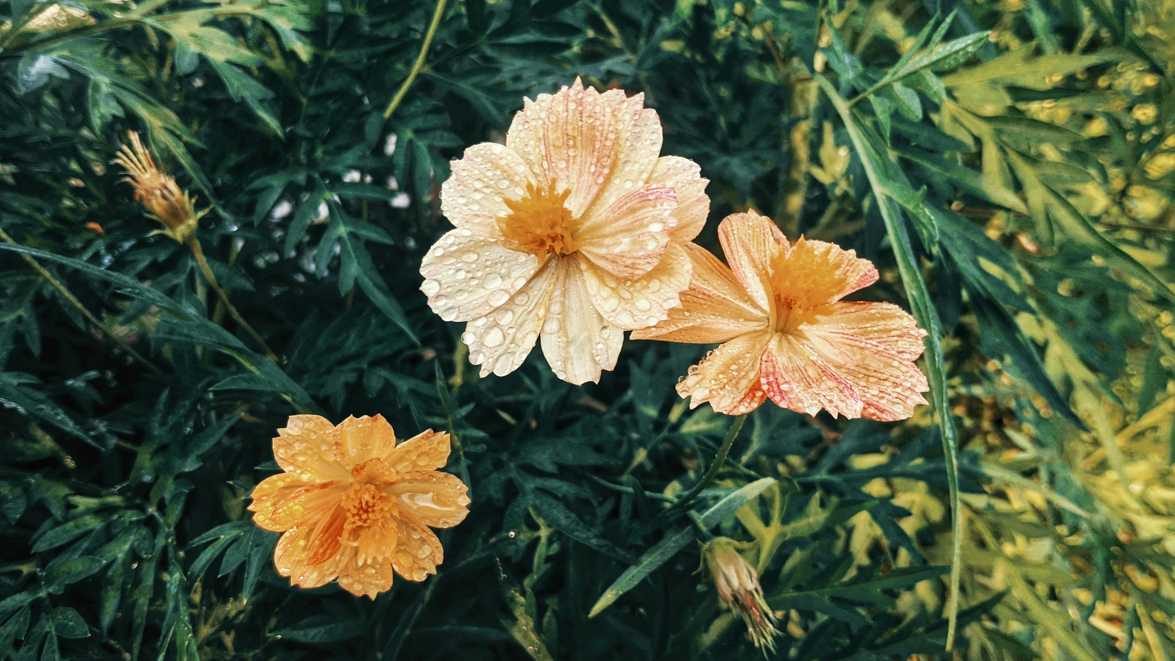 Fondo de Pantalla de pexels_5300311.jpg