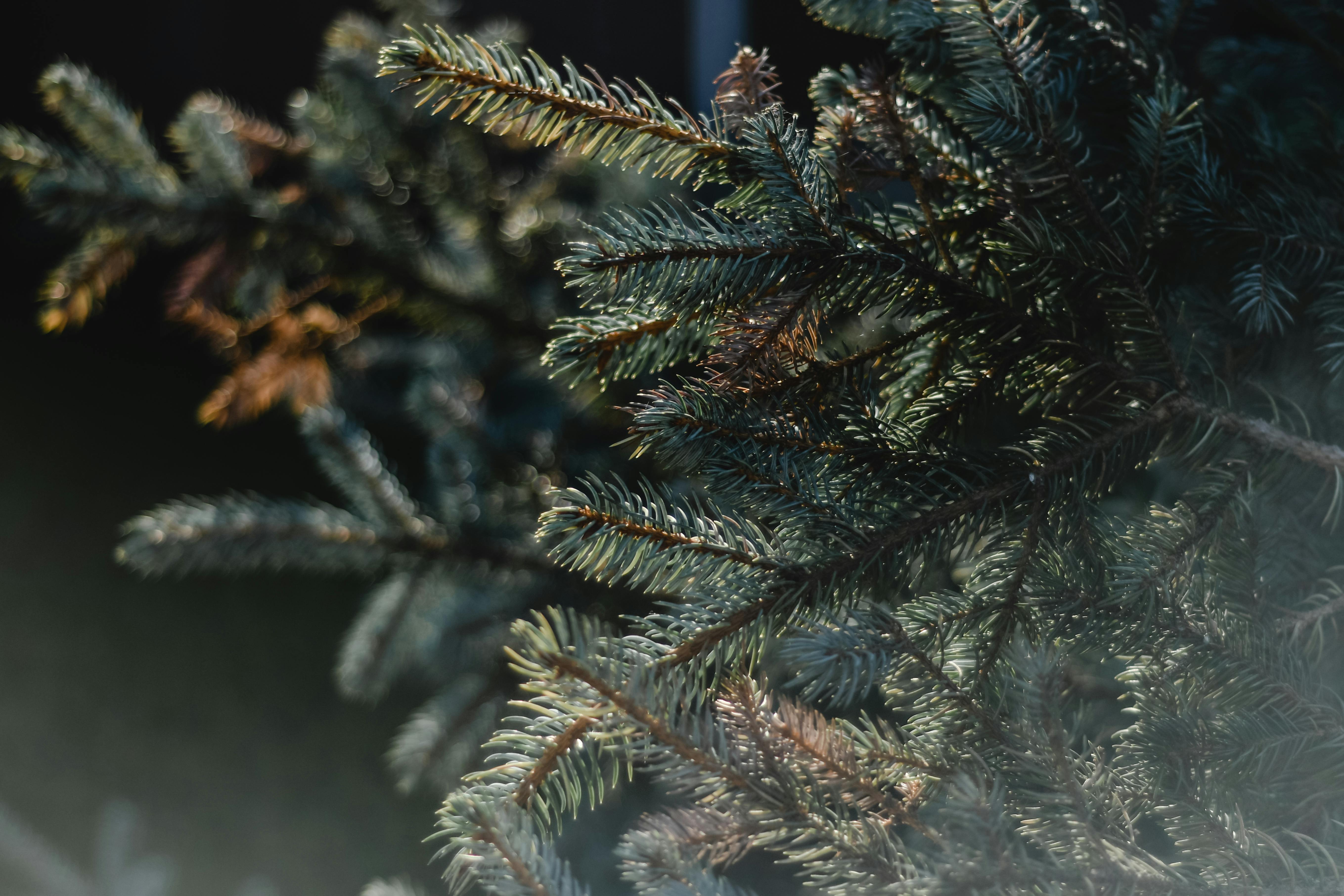 Fondo de Pantalla de pexels_5949341.jpg