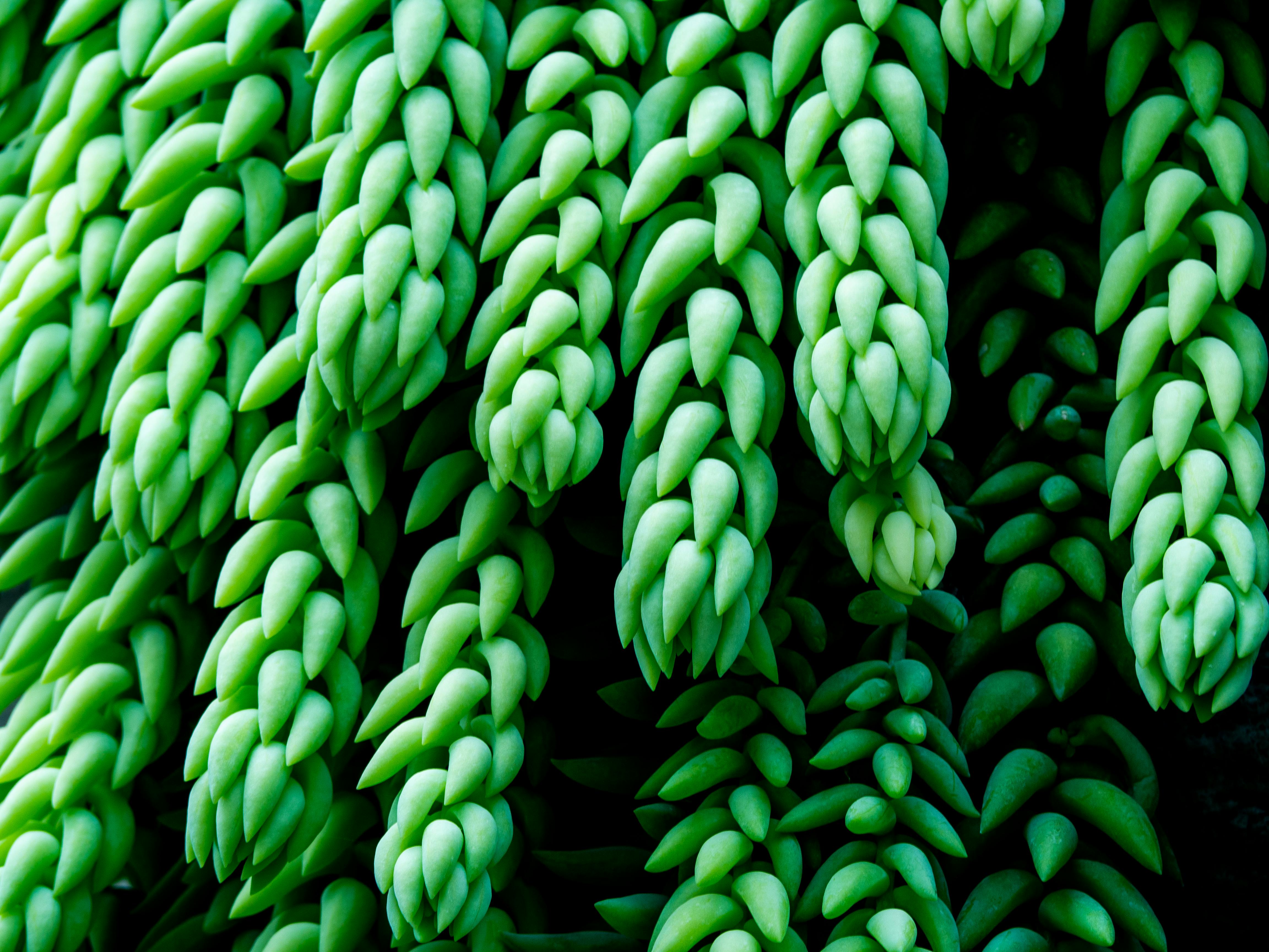 Fondo de Pantalla de pexels_7450079.jpg