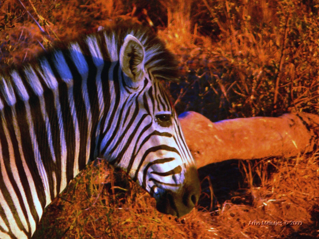 pintura de cabeza de zebra