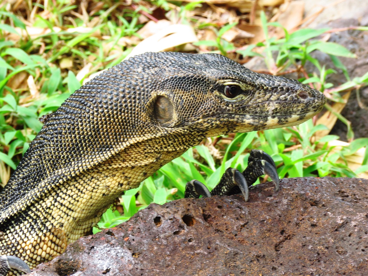 Fondo de Pantalla de pixabay_2421544.jpg