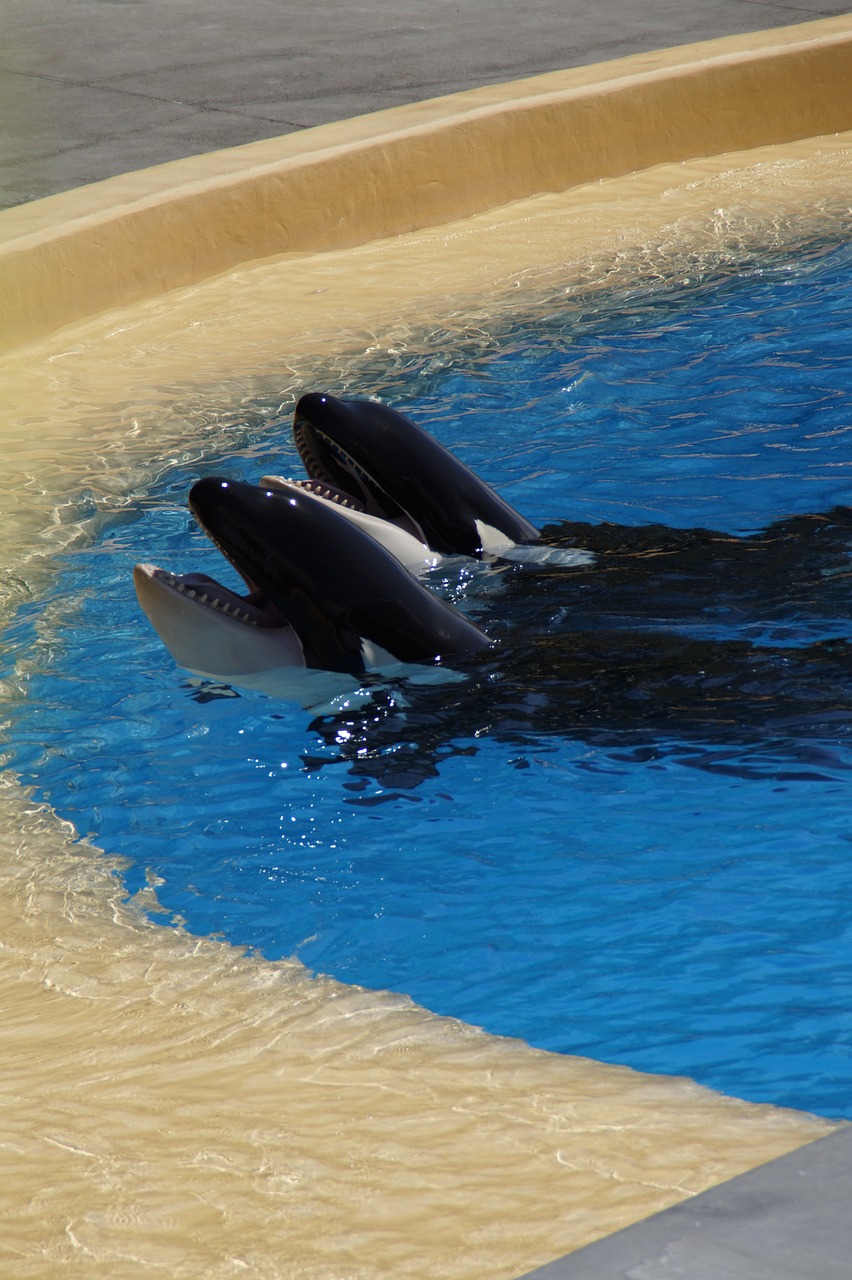 Fondo de Pantalla de pixabay_2434064.jpg