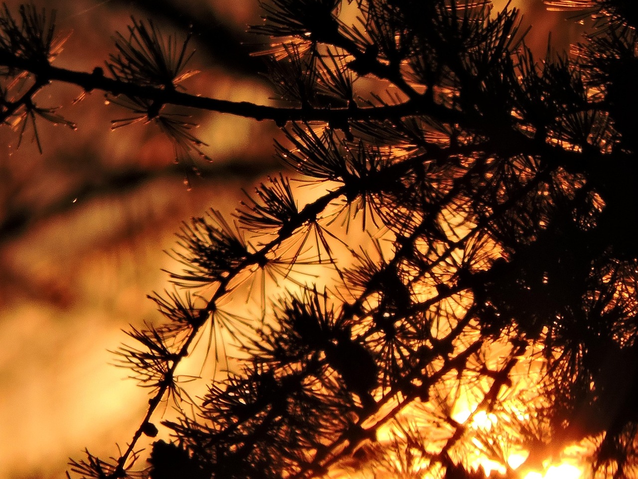 Fondo de Pantalla de pixabay_2522357.jpg