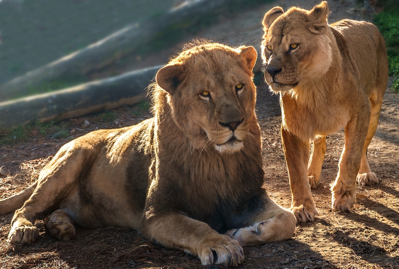 Fondo de Pantalla de pixabay_3069559.jpg