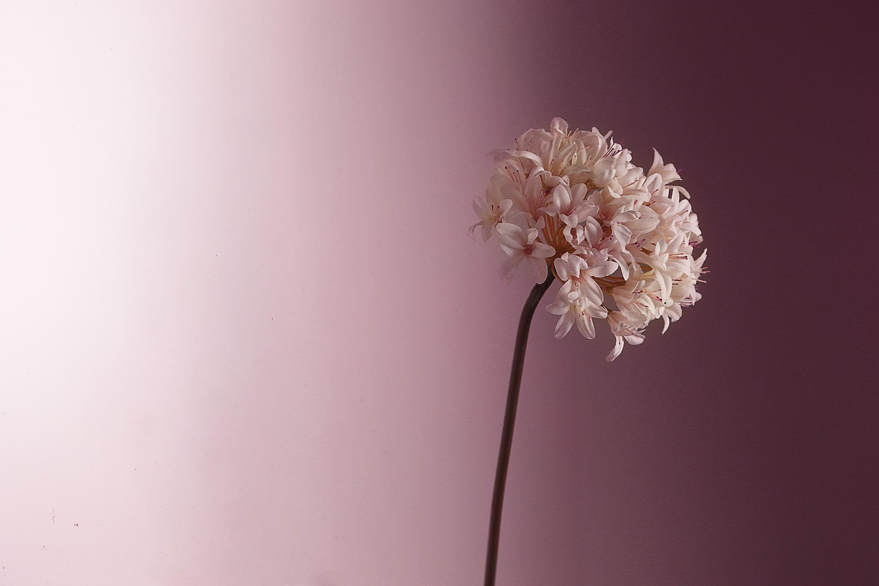 Fondo de Pantalla de pixabay_3410577.jpg