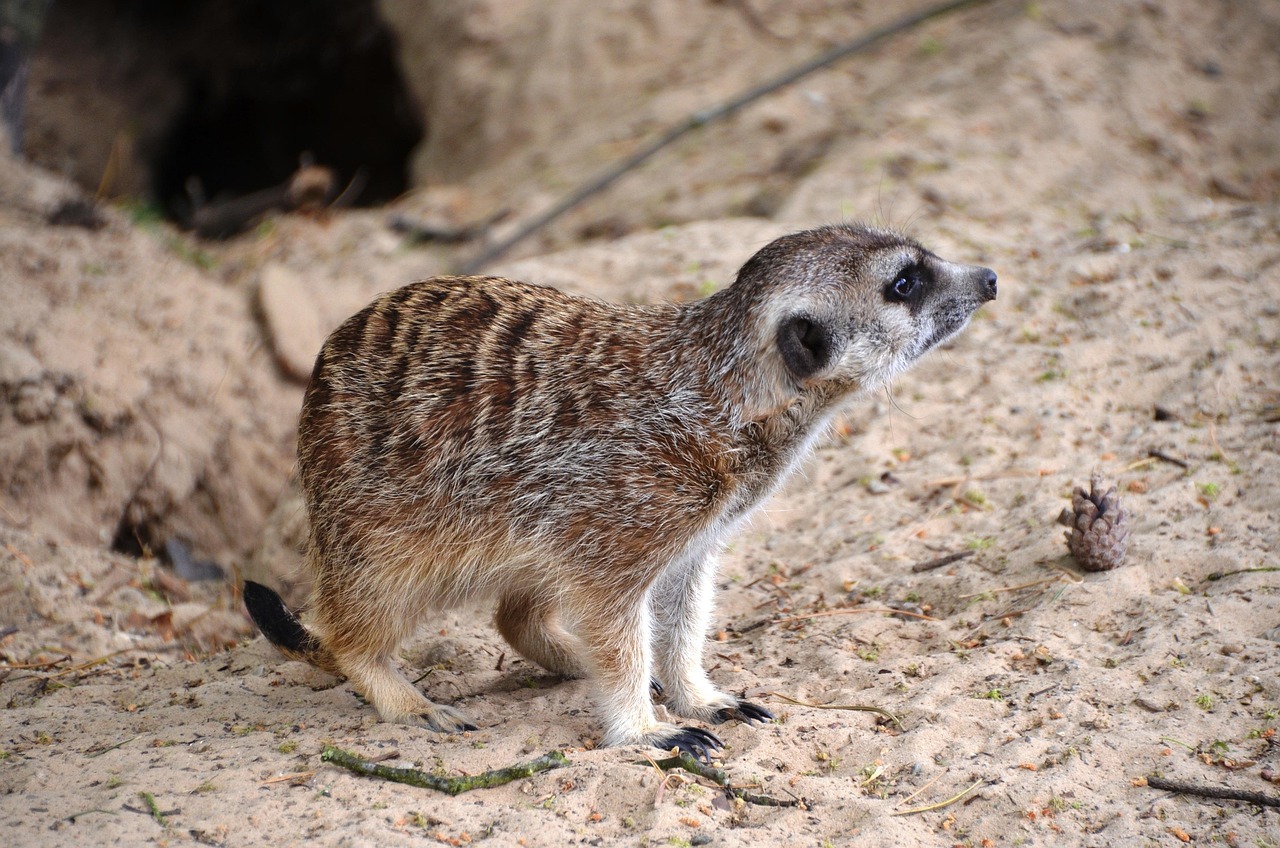 Fondo de Pantalla de pixabay_359246.jpg