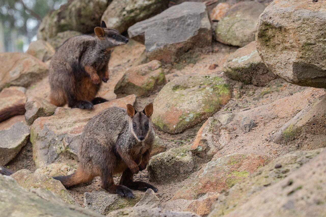 Fondo de Pantalla de pixabay_4367788.jpg