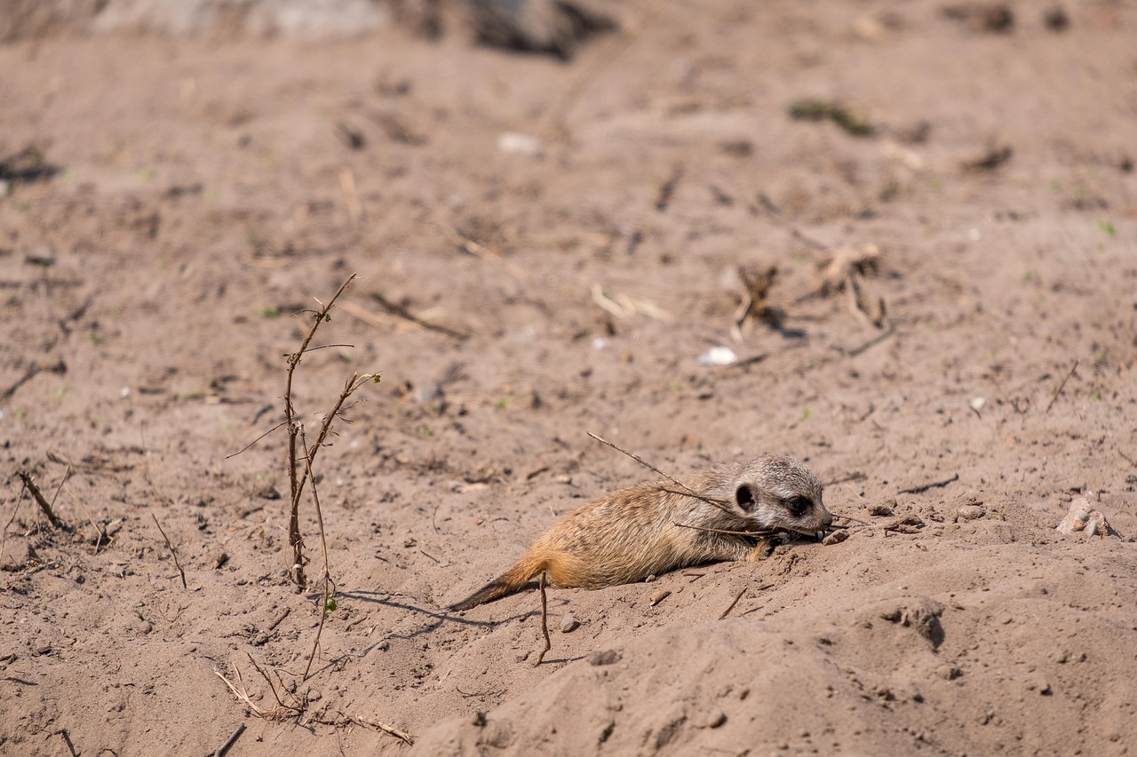 Fondo de Pantalla de pixabay_4367993.jpg