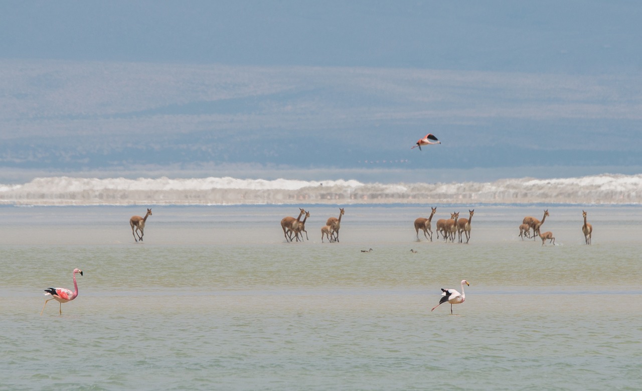 Fondo de Pantalla de pixabay_4933614.jpg