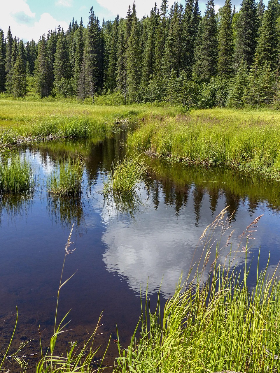 Fondo de Pantalla de pixabay_5143333.jpg