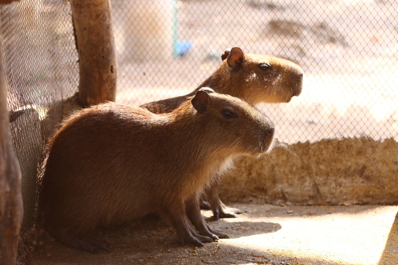 Fondo de Pantalla de pixabay_5170111.jpg