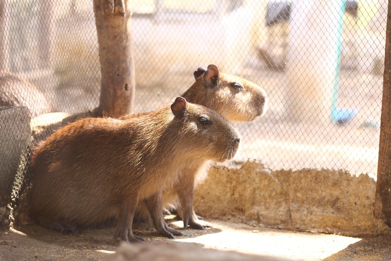 Fondo de Pantalla de pixabay_5170116.jpg