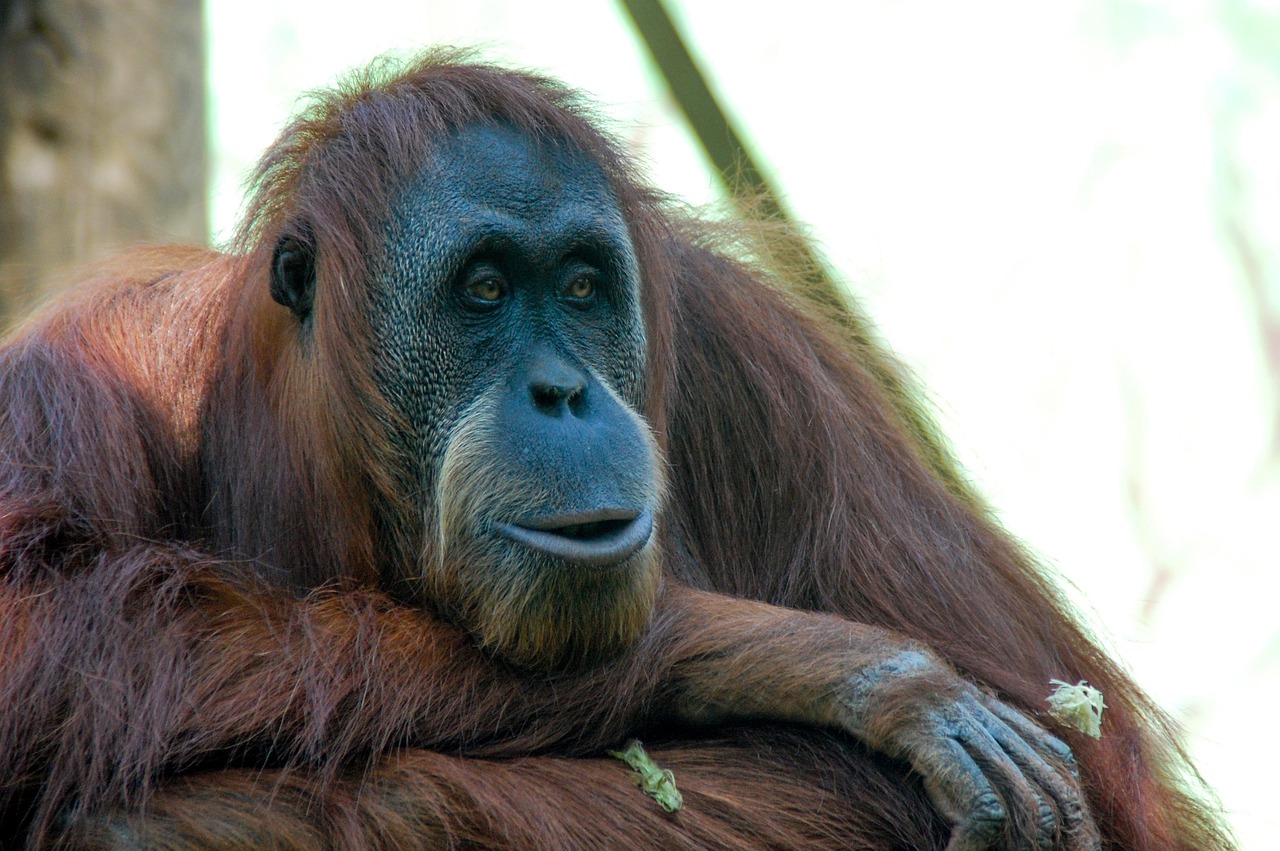 Fondo de Pantalla de pixabay_5178451.jpg