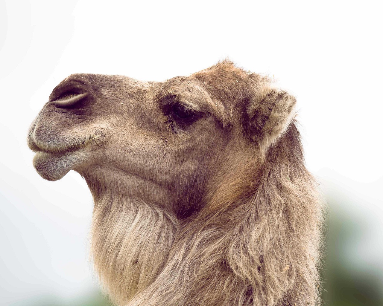 Fondo de Pantalla de pixabay_5194378.jpg