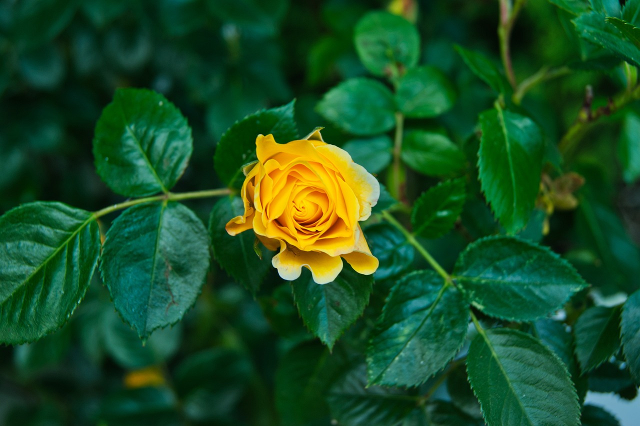 Fondo de Pantalla de pixabay_5289860.jpg