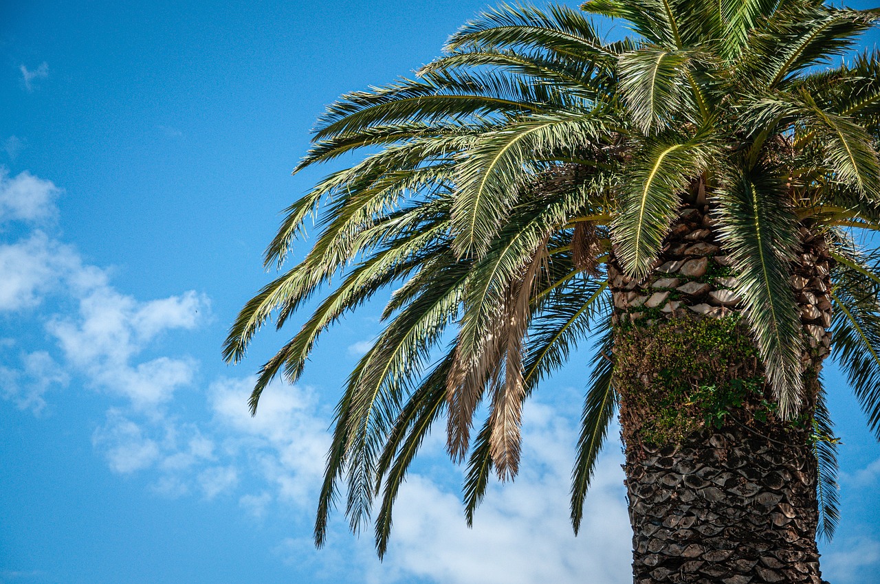 Fondo de Pantalla de pixabay_5335504.jpg