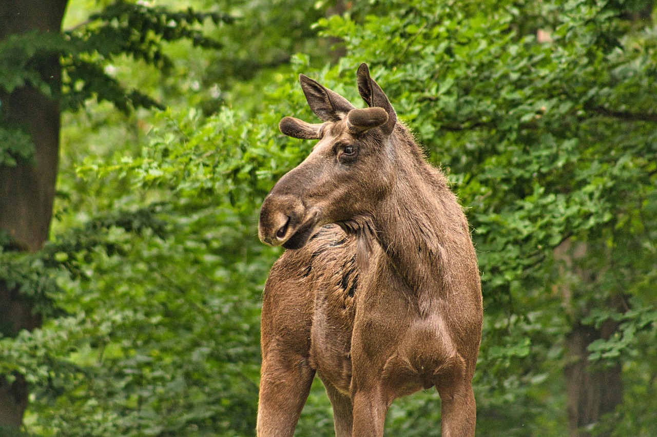 Fondo de Pantalla de pixabay_5339507.jpg