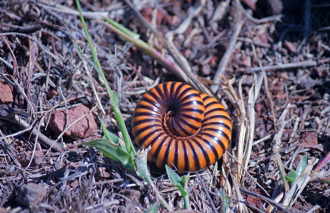 Fondo de Pantalla de pixabay_5462419.jpg