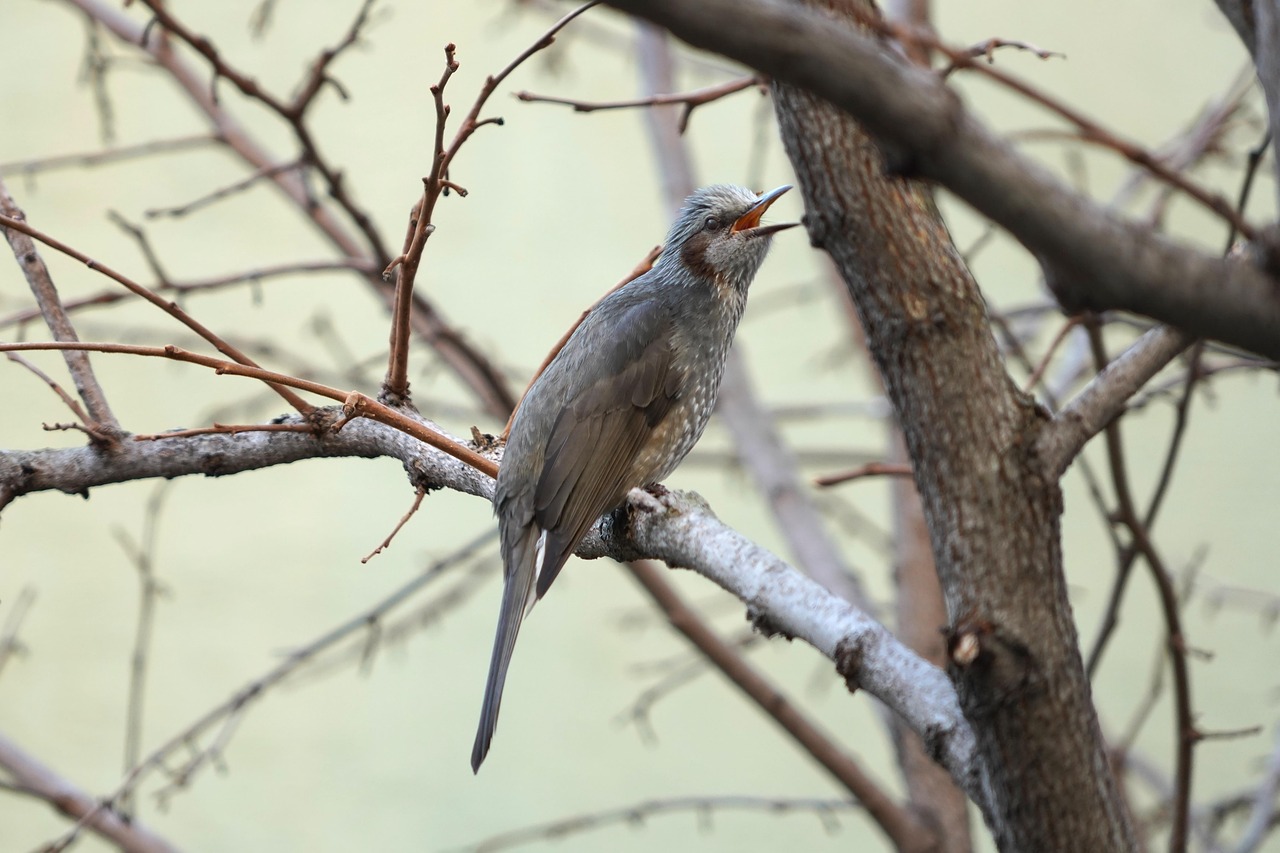 Fondo de Pantalla de pixabay_5778101.jpg