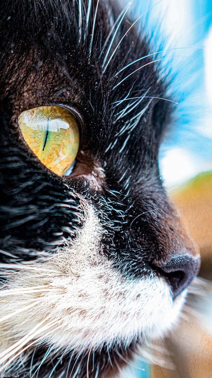 Fondo de Pantalla de pixabay_5974288.jpg