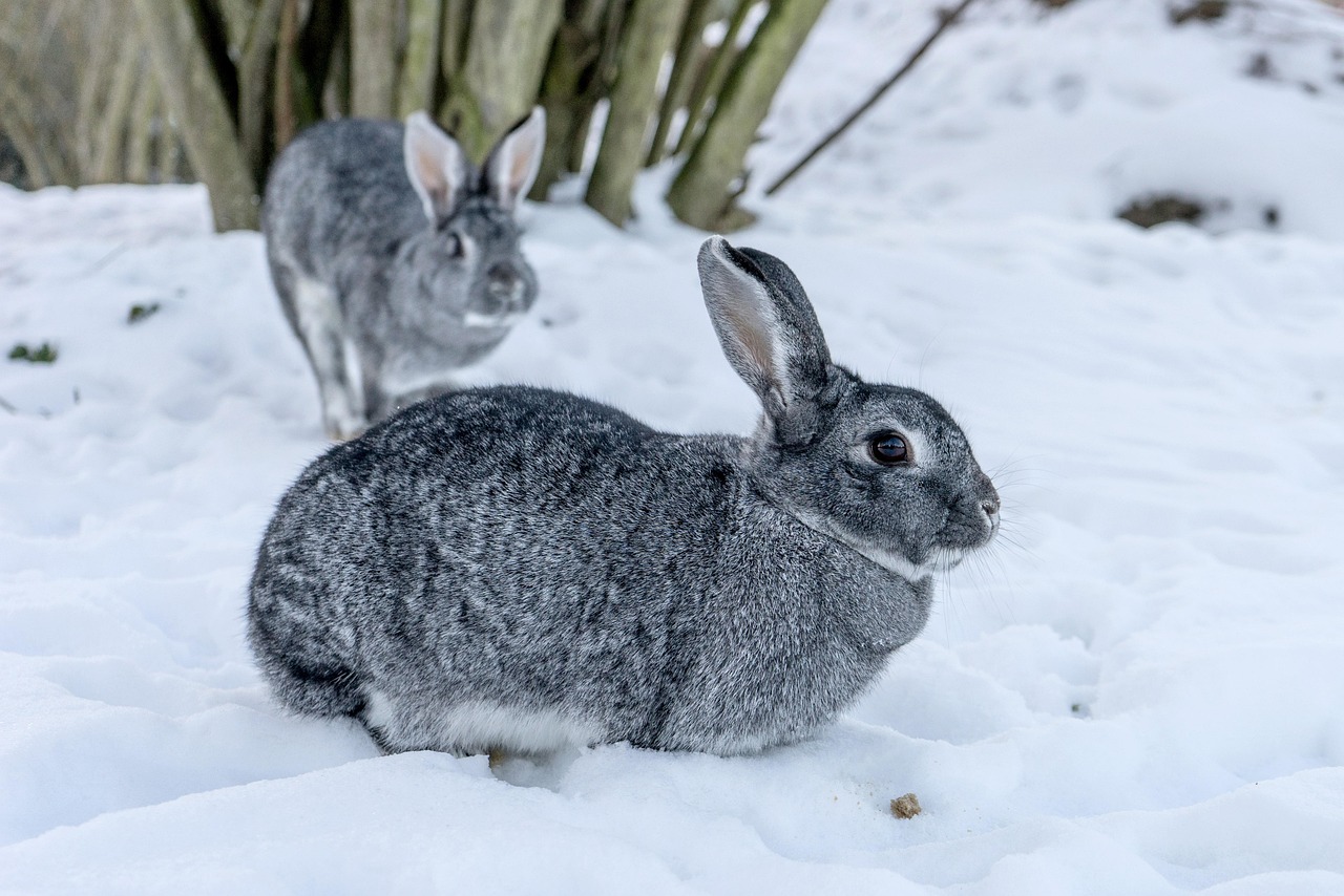 Fondo de Pantalla de pixabay_6166721.jpg