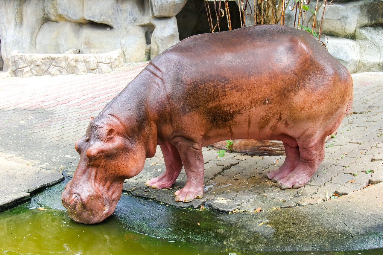 Fondo de Pantalla de pixabay_6858580.jpg